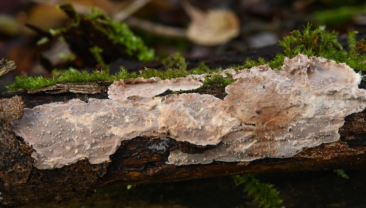 Eichleriella deglubens (door Laurens van der Linde)