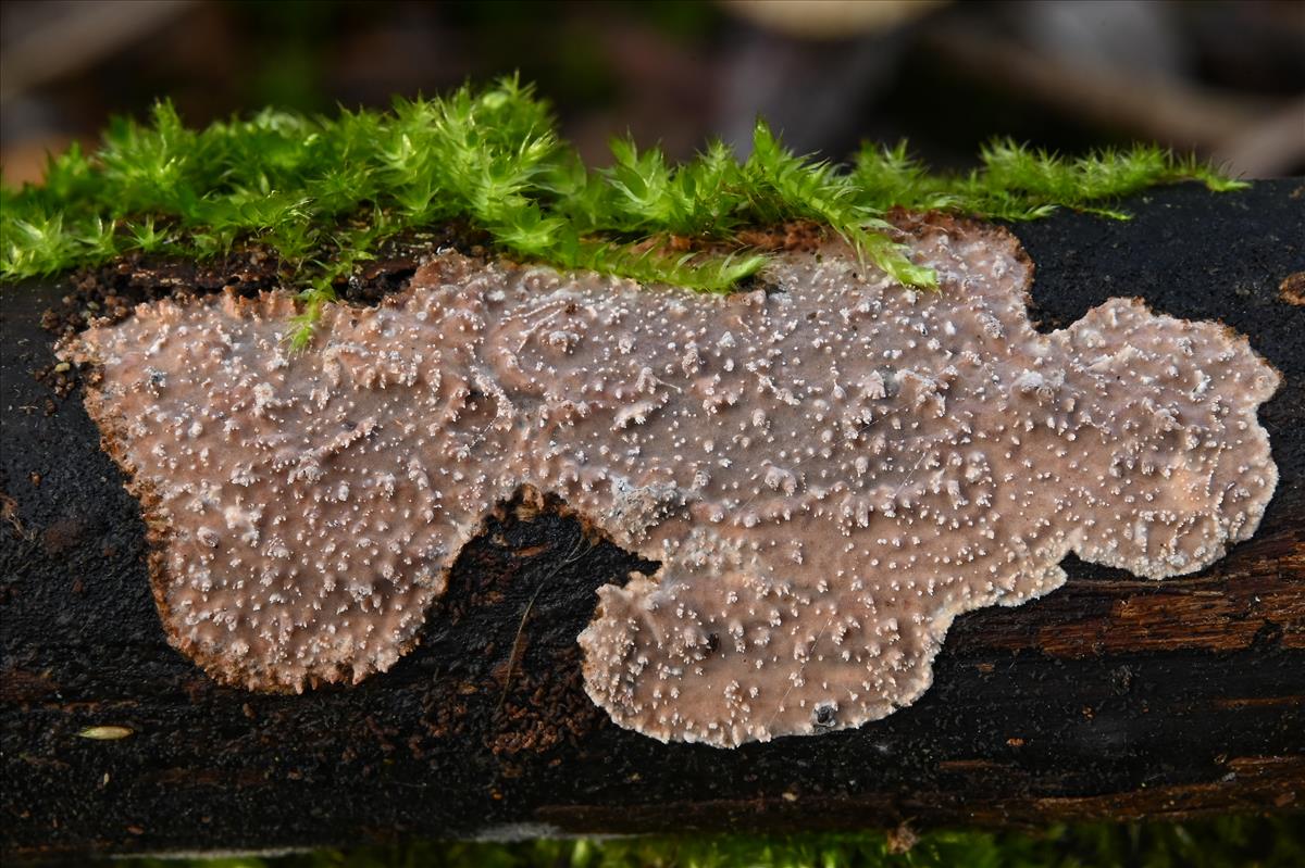 Eichleriella deglubens (door Laurens van der Linde)