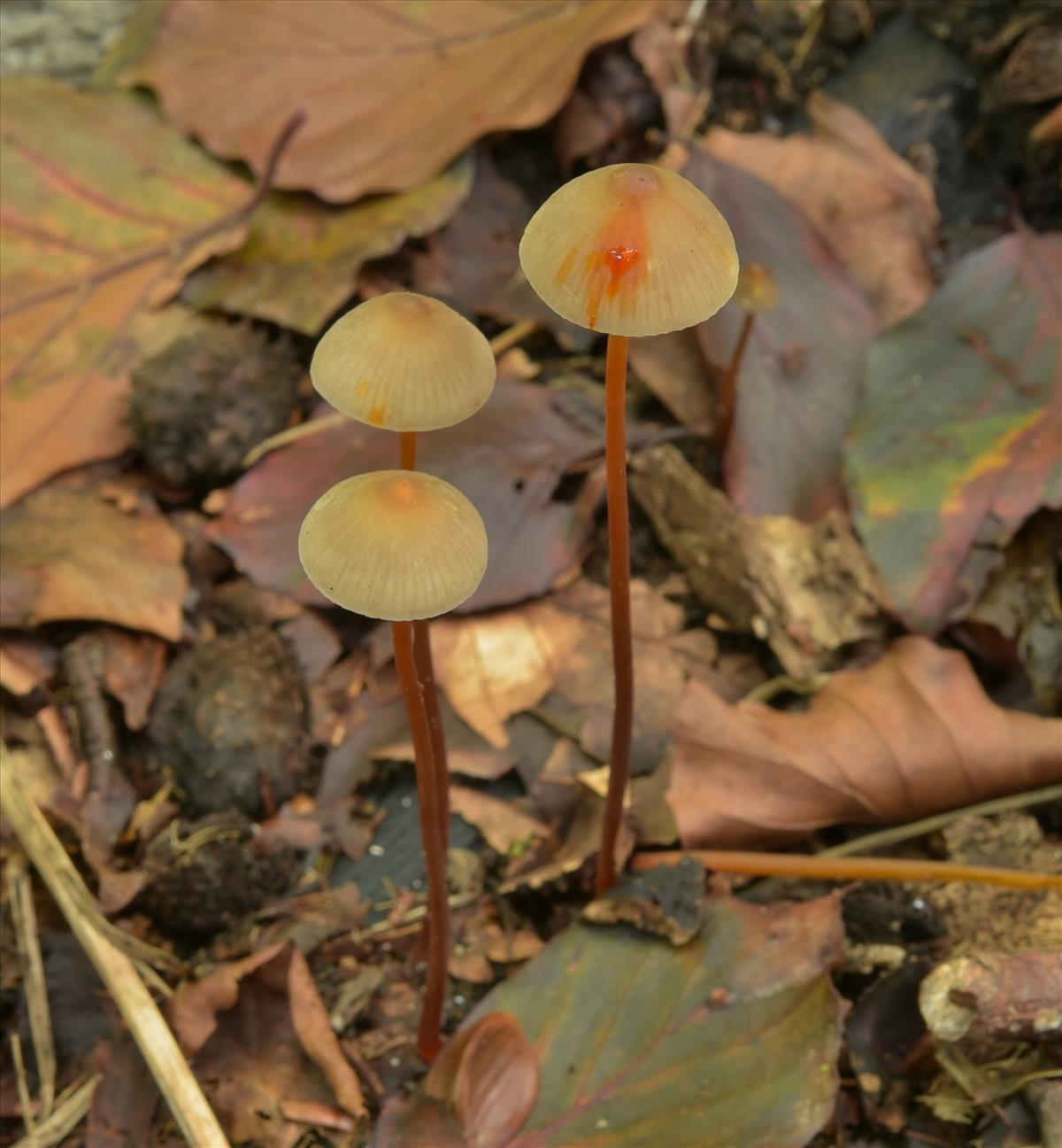 Mycena crocata (door Laurens van der Linde)