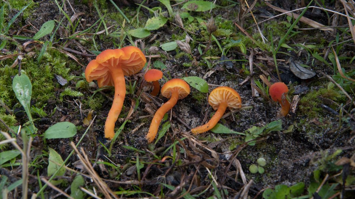 Hygrocybe calciphila (door Cora van der Plaats (coll. Jalink 9745))