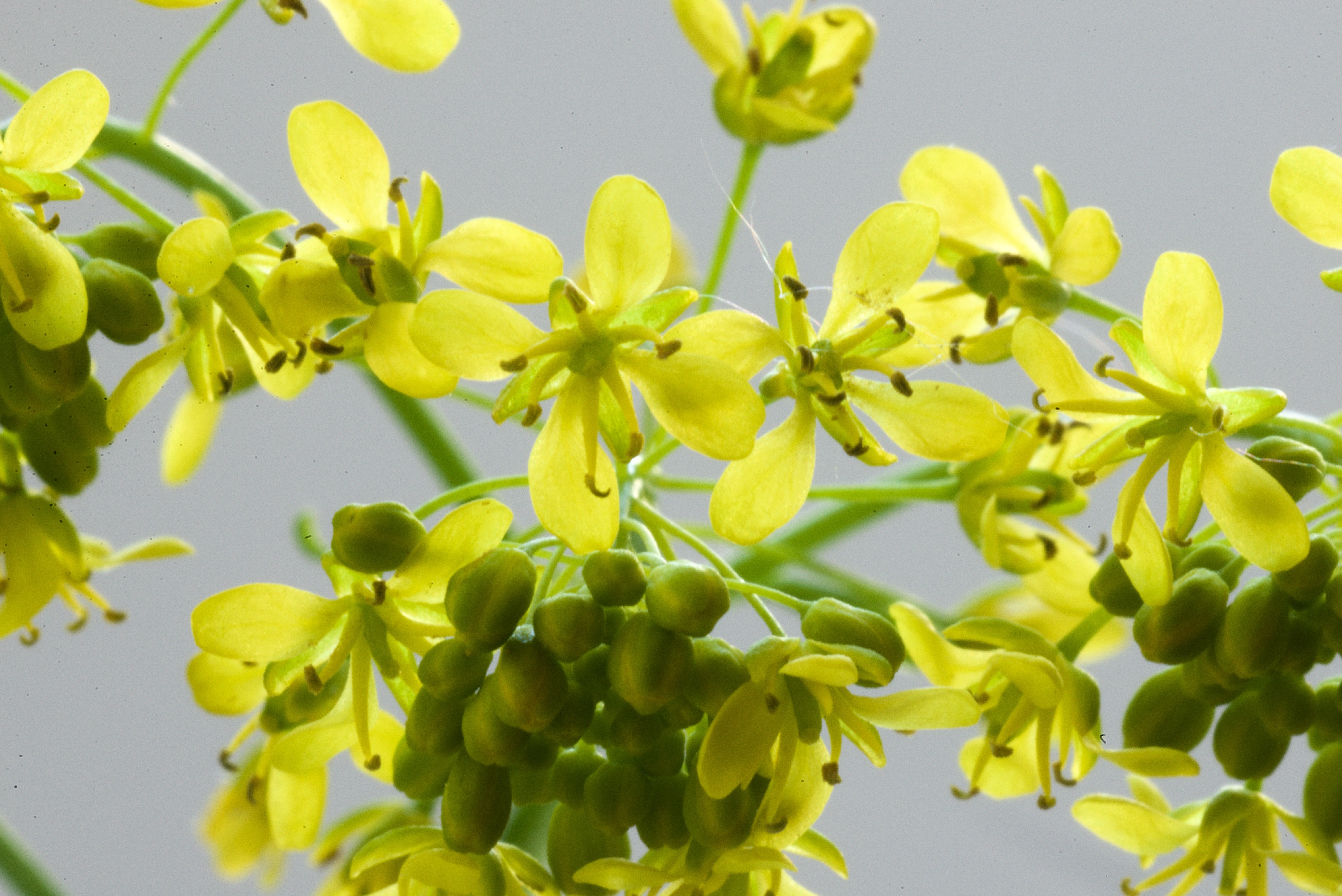 Isatis tinctoria (door Theo Heijmans)