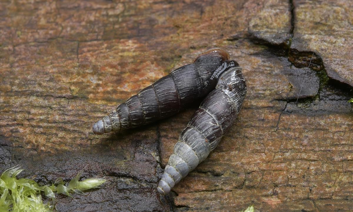 Clausilia bidentata bidentata (door Laurens van der Linde)