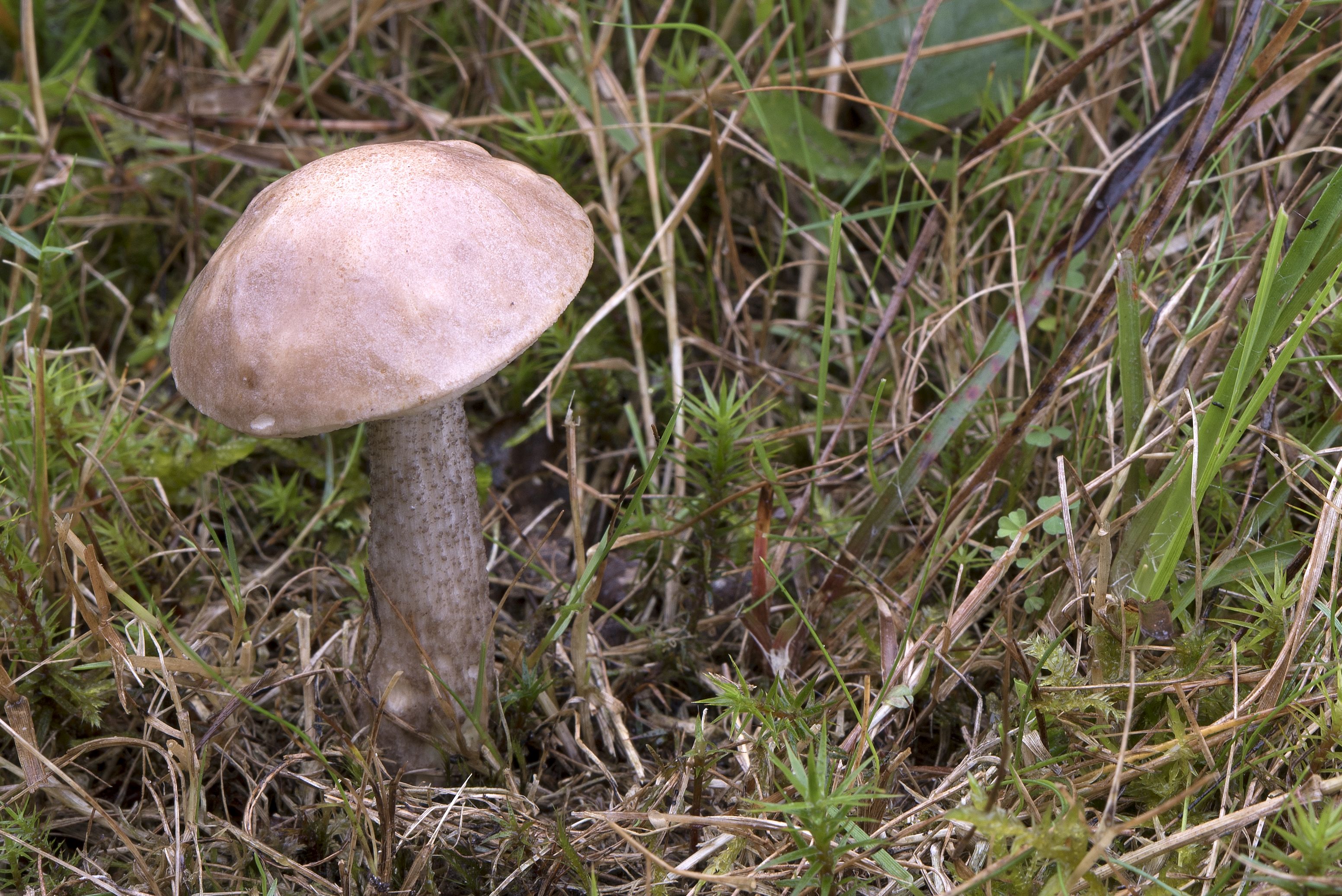 Leccinum schistophilum (door John den Daas)