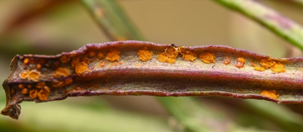 Coleosporium tussilaginis (door Laurens van der Linde)