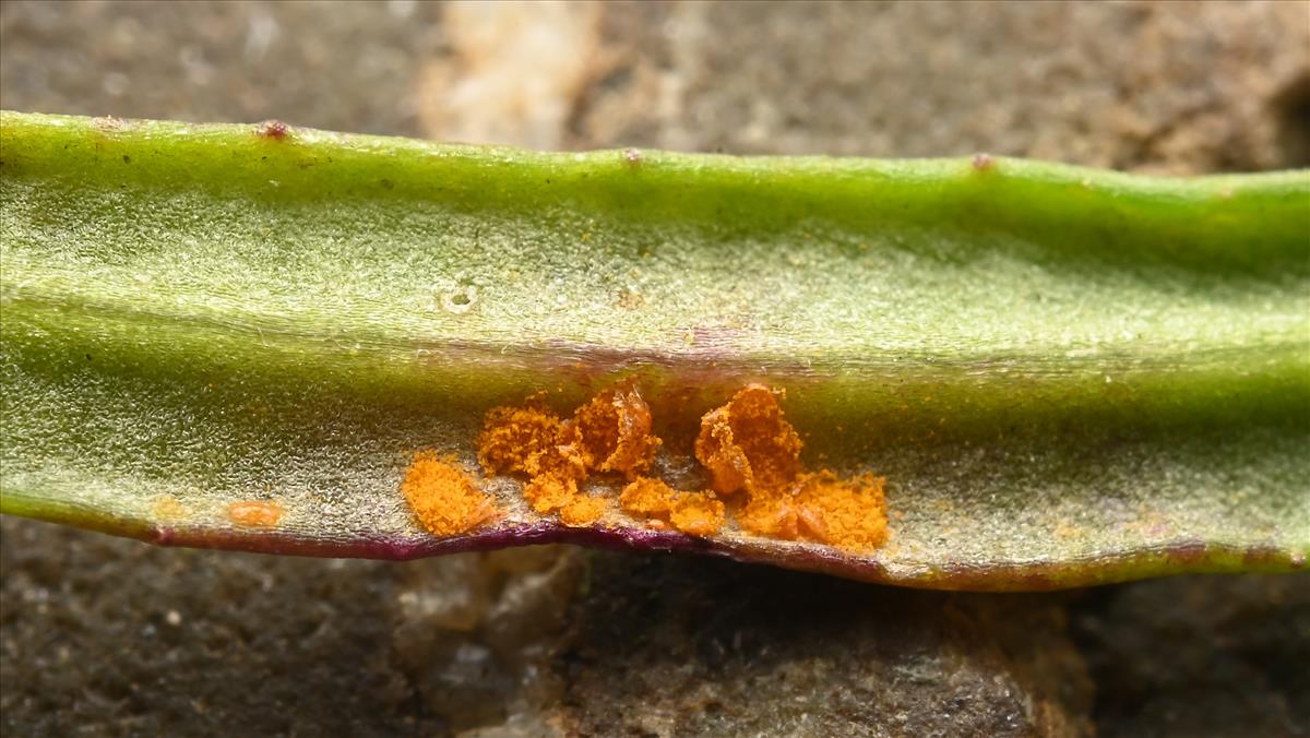 Coleosporium tussilaginis (door Laurens van der Linde)