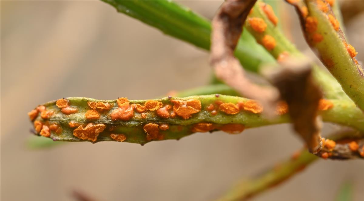 Coleosporium tussilaginis (door Laurens van der Linde)