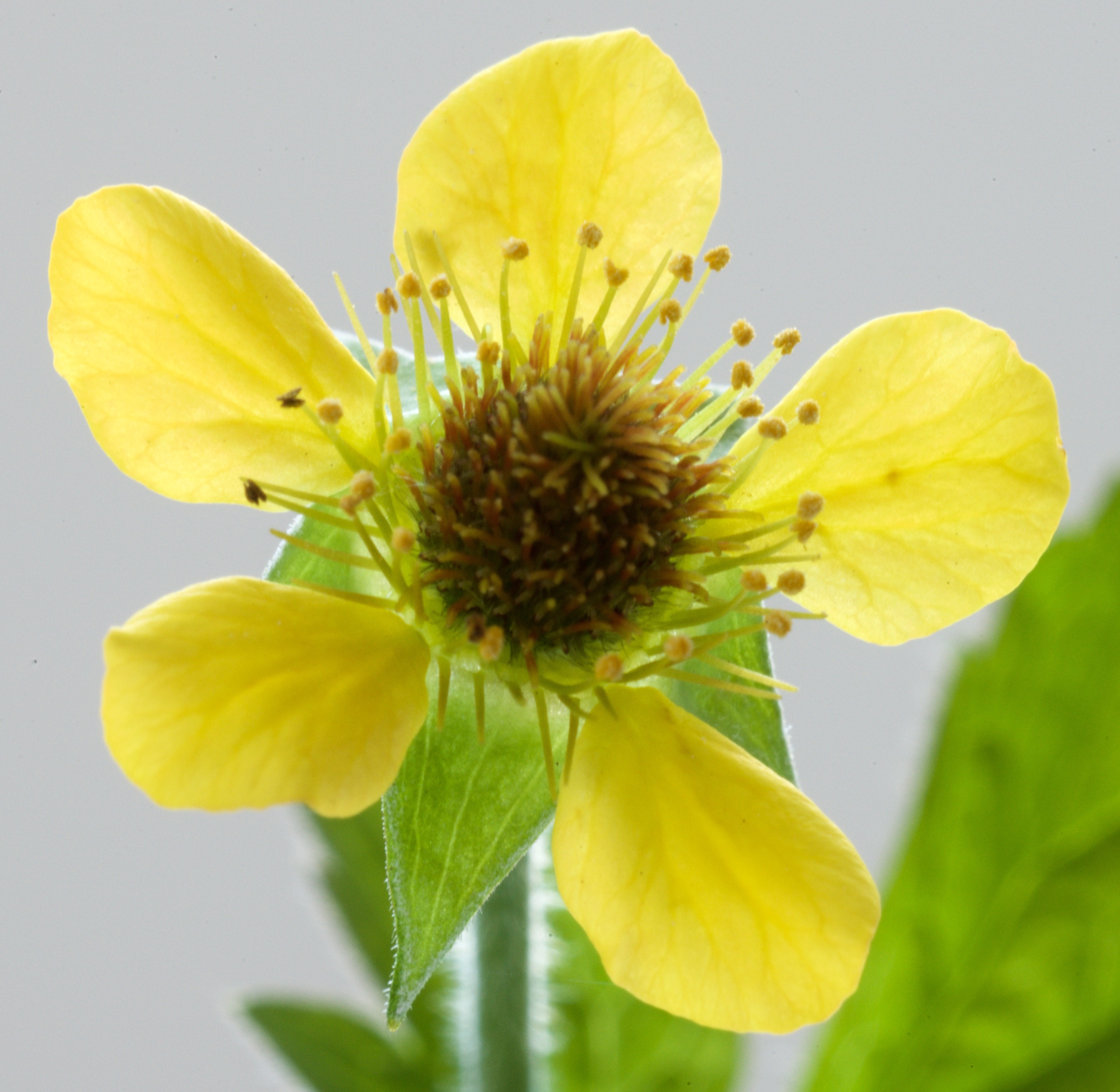 Geum urbanum (door Theo Heijmans)