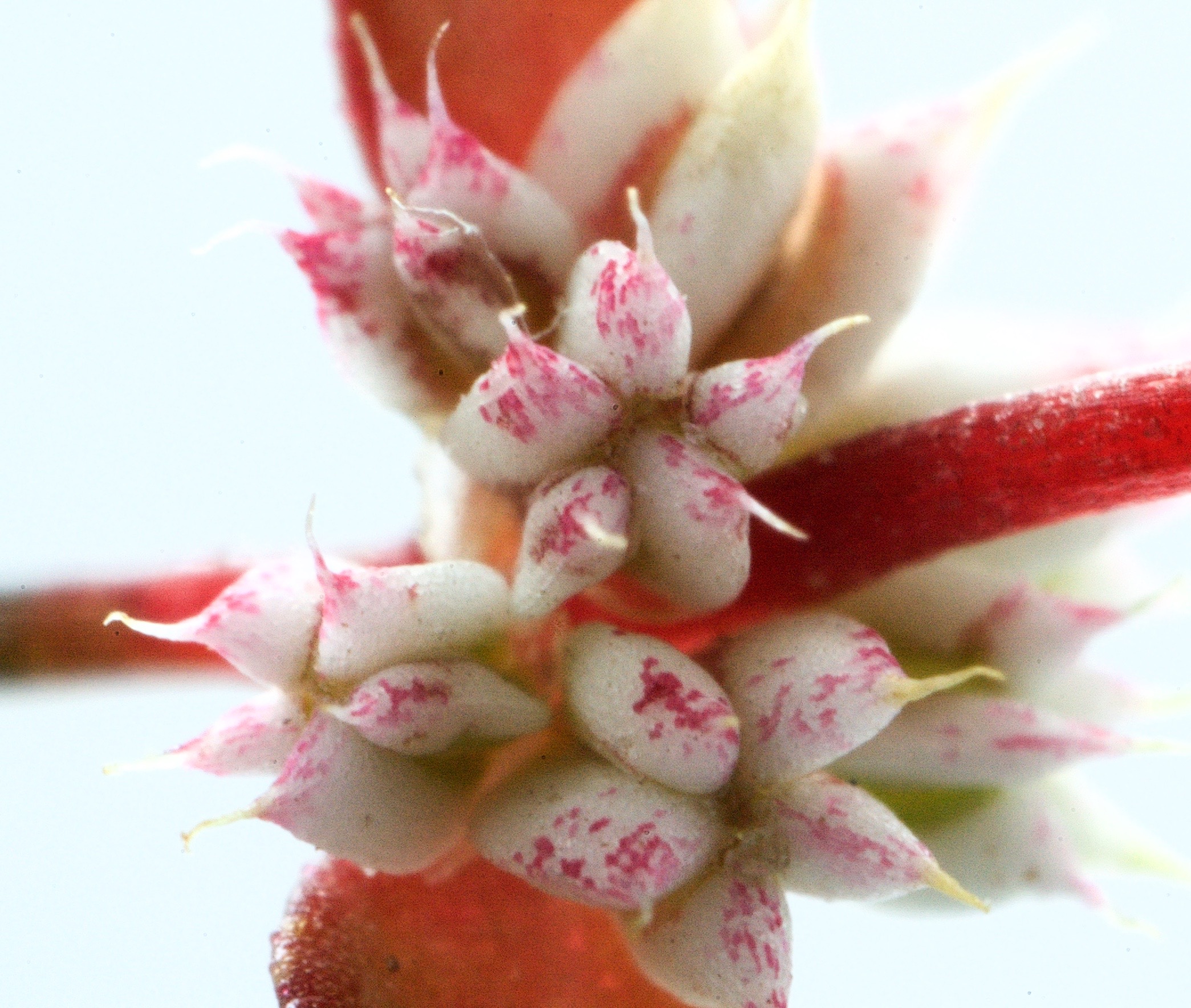 Illecebrum verticillatum (door Theo Heijmans)