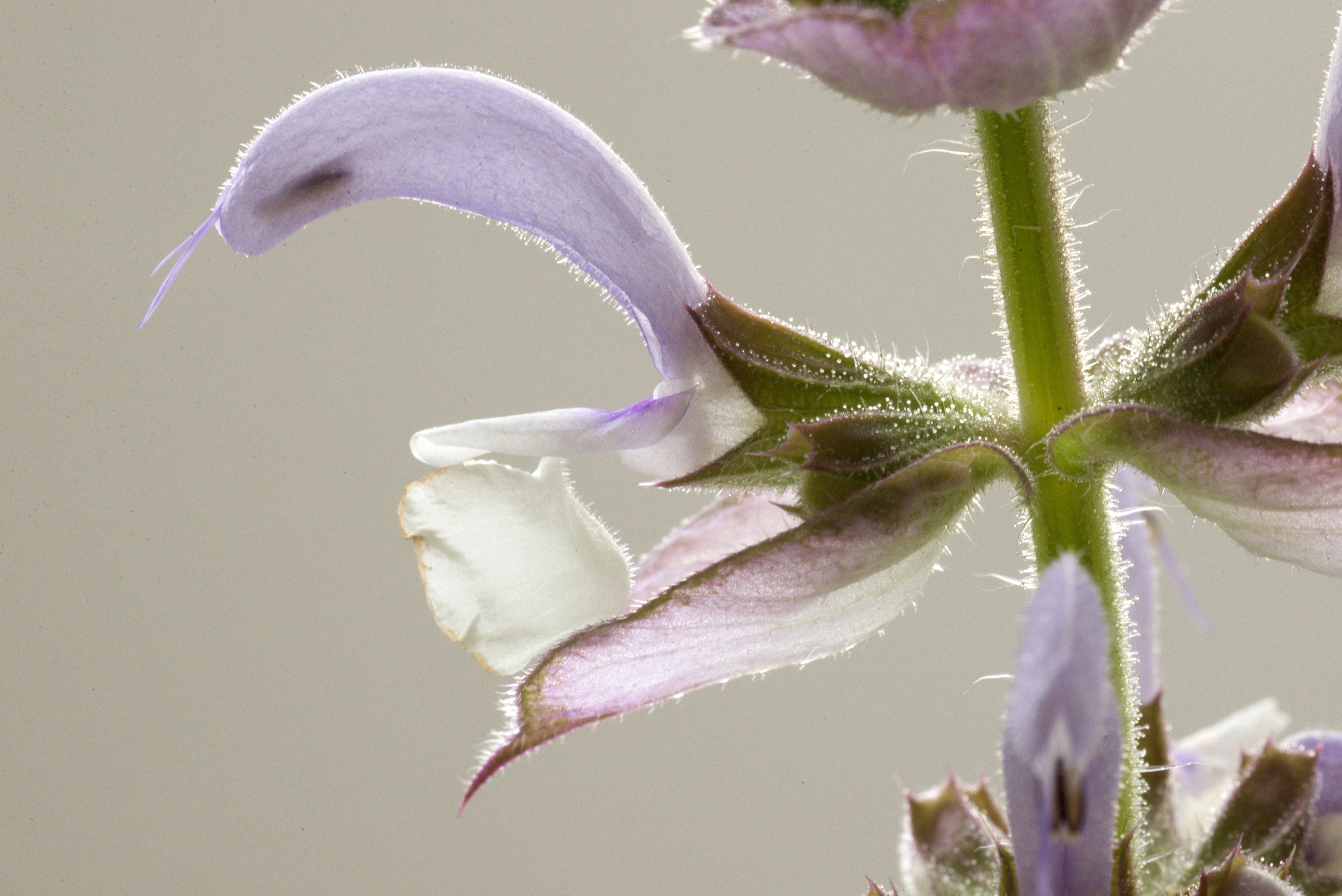 Salvia sclarea (door Theo Heijmans)