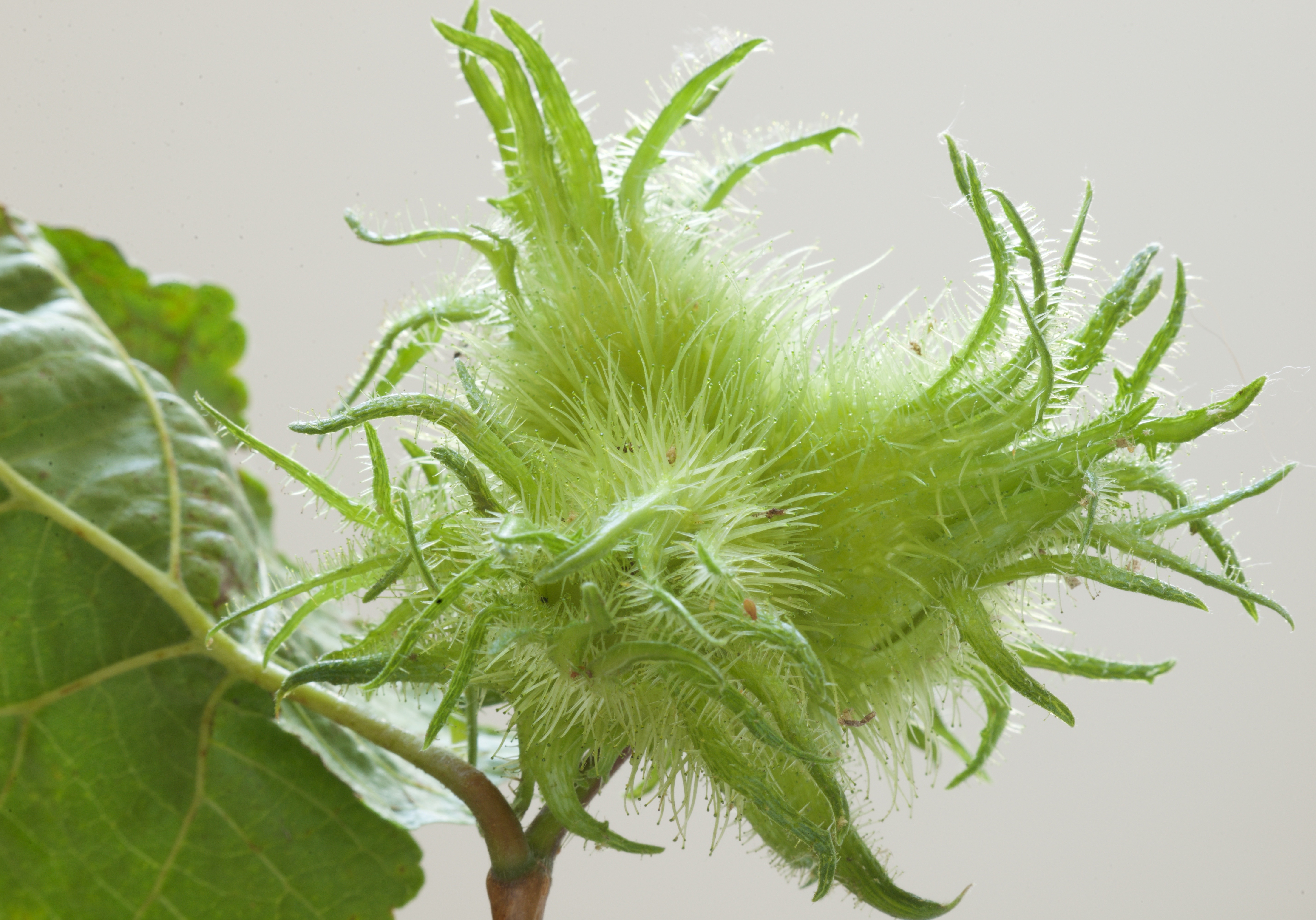 Corylus colurna (door Theo Heijmans)