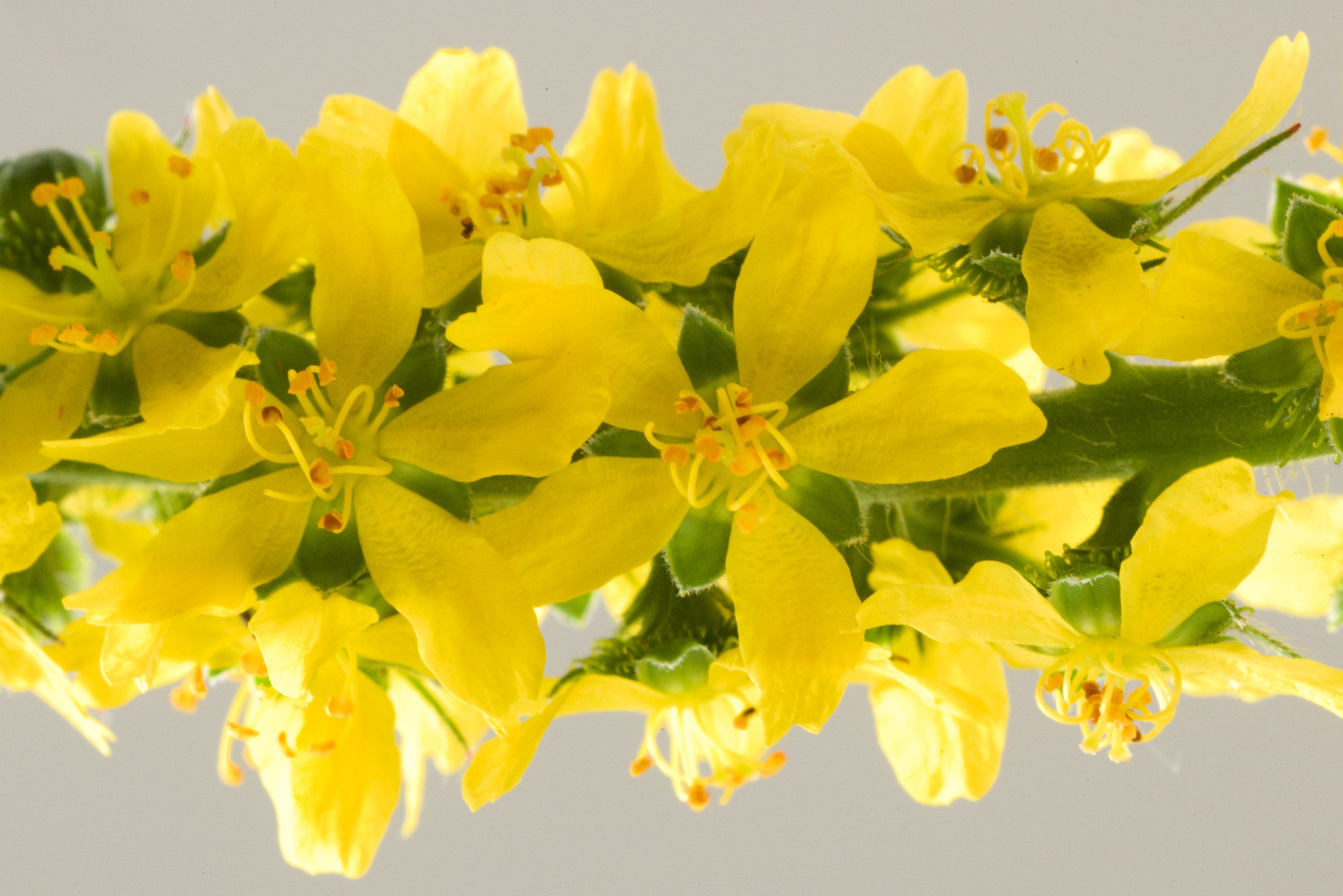 Agrimonia eupatoria (door Theo Heijmans)