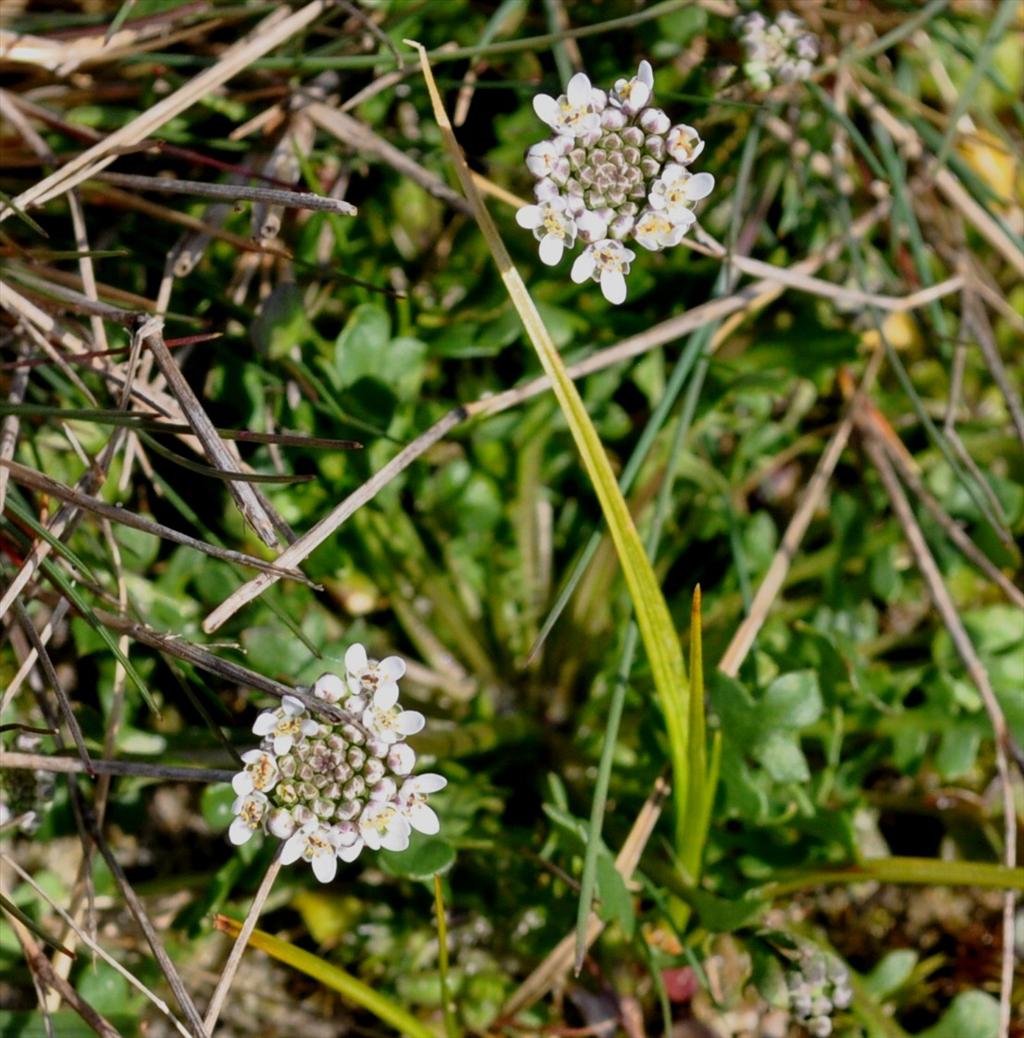 Teesdalia nudicaulis (door Hans Boomstra)