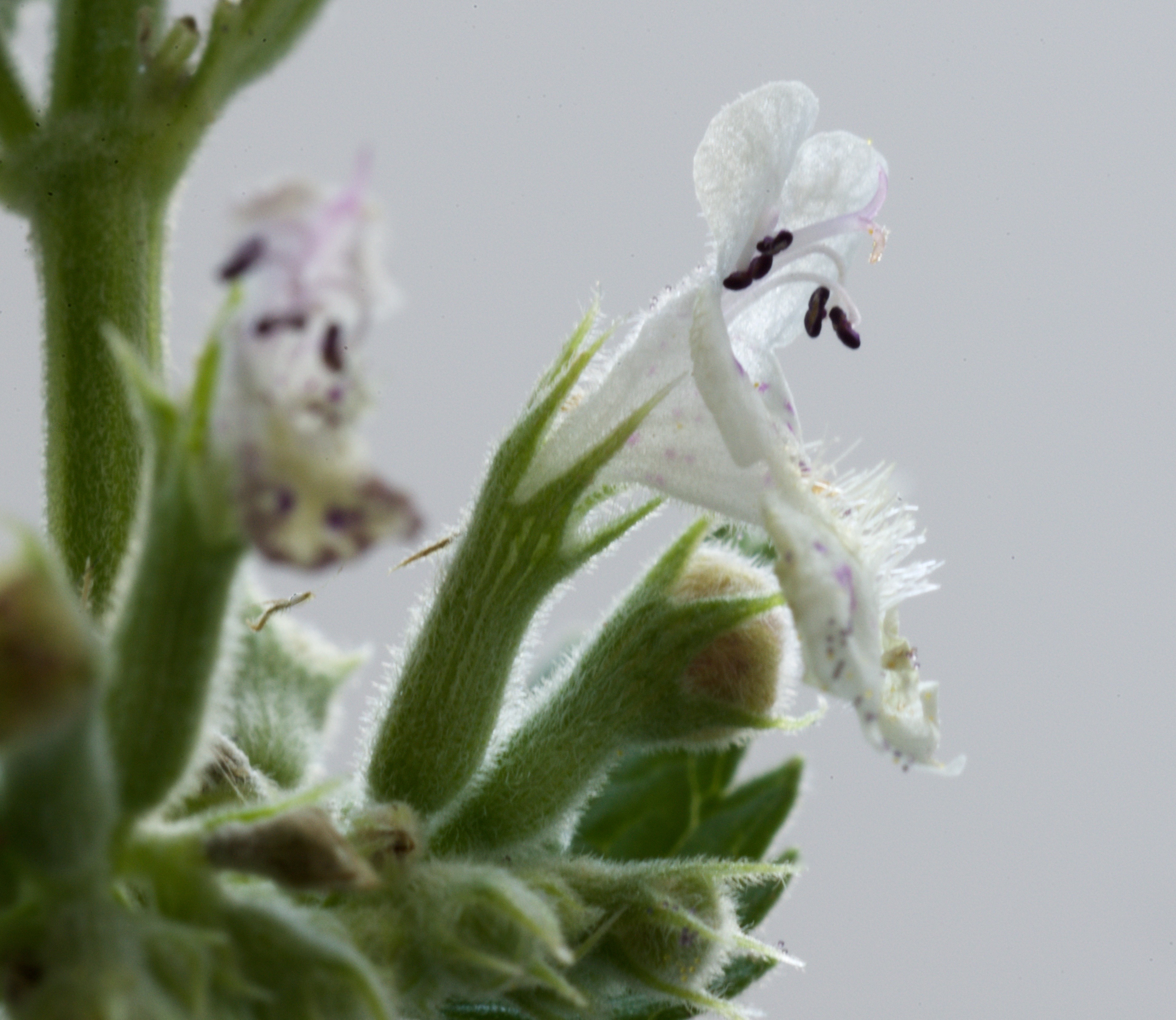 Nepeta cataria (door Theo Heijmans)