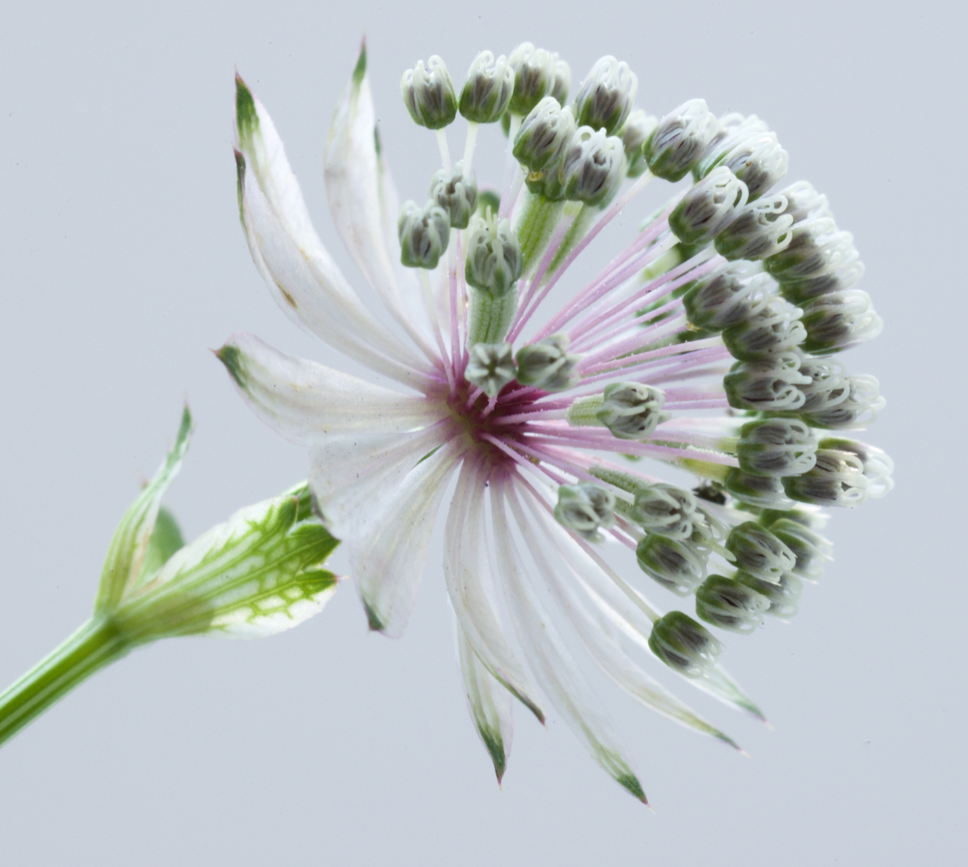 Astrantia major (door Theo Heijmans)