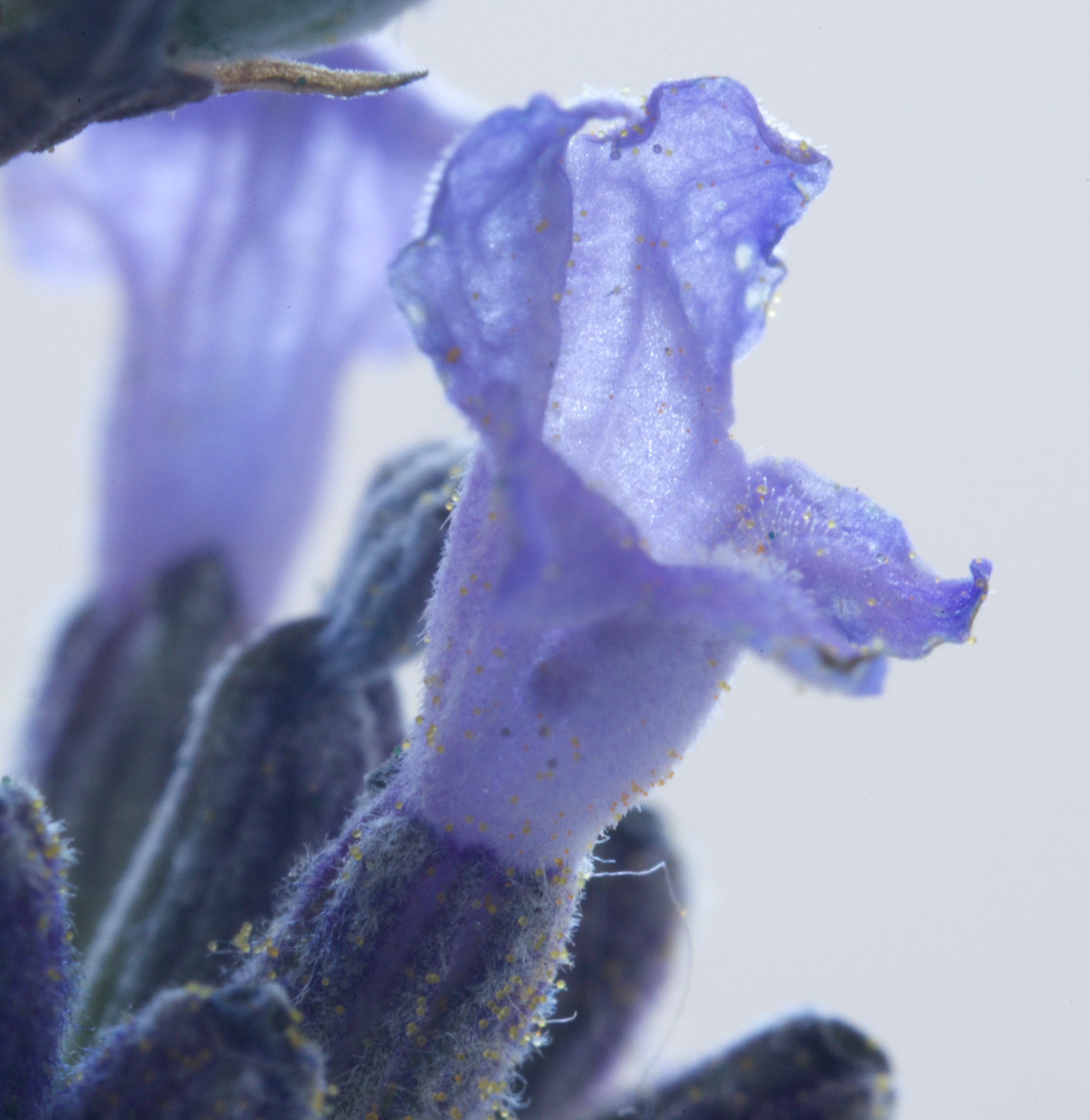 Lavandula angustifolia (door Theo Heijmans)