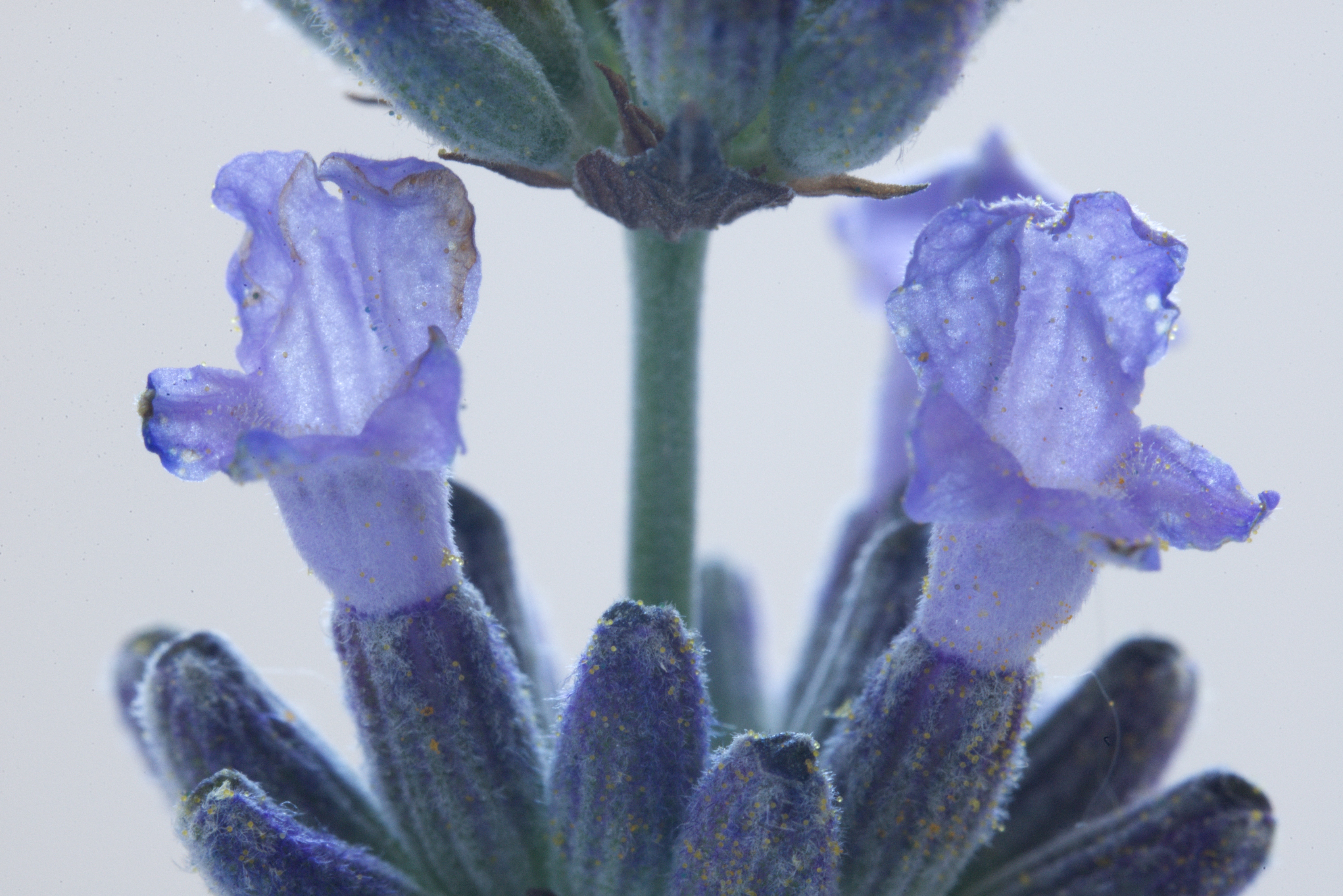 Lavandula angustifolia (door Theo Heijmans)