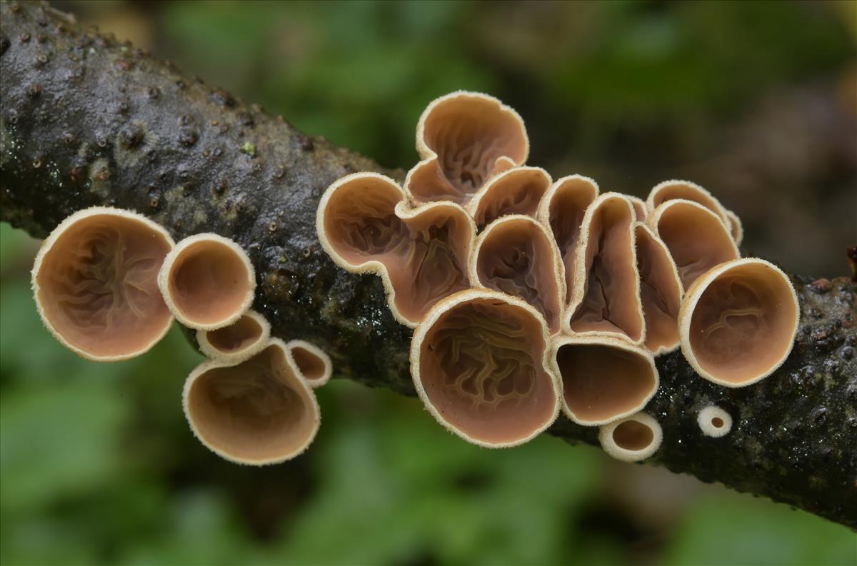 Schizophyllum amplum (door Laurens van der Linde)