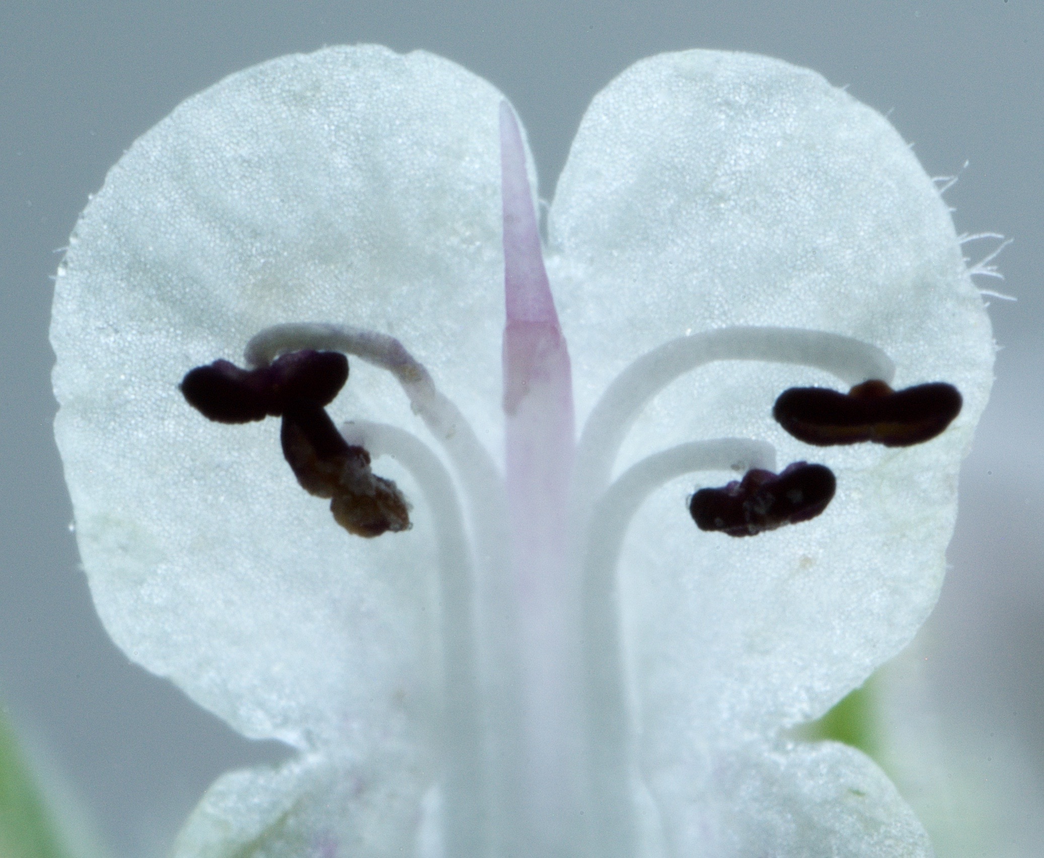 Nepeta cataria (door Theo Heijmans)