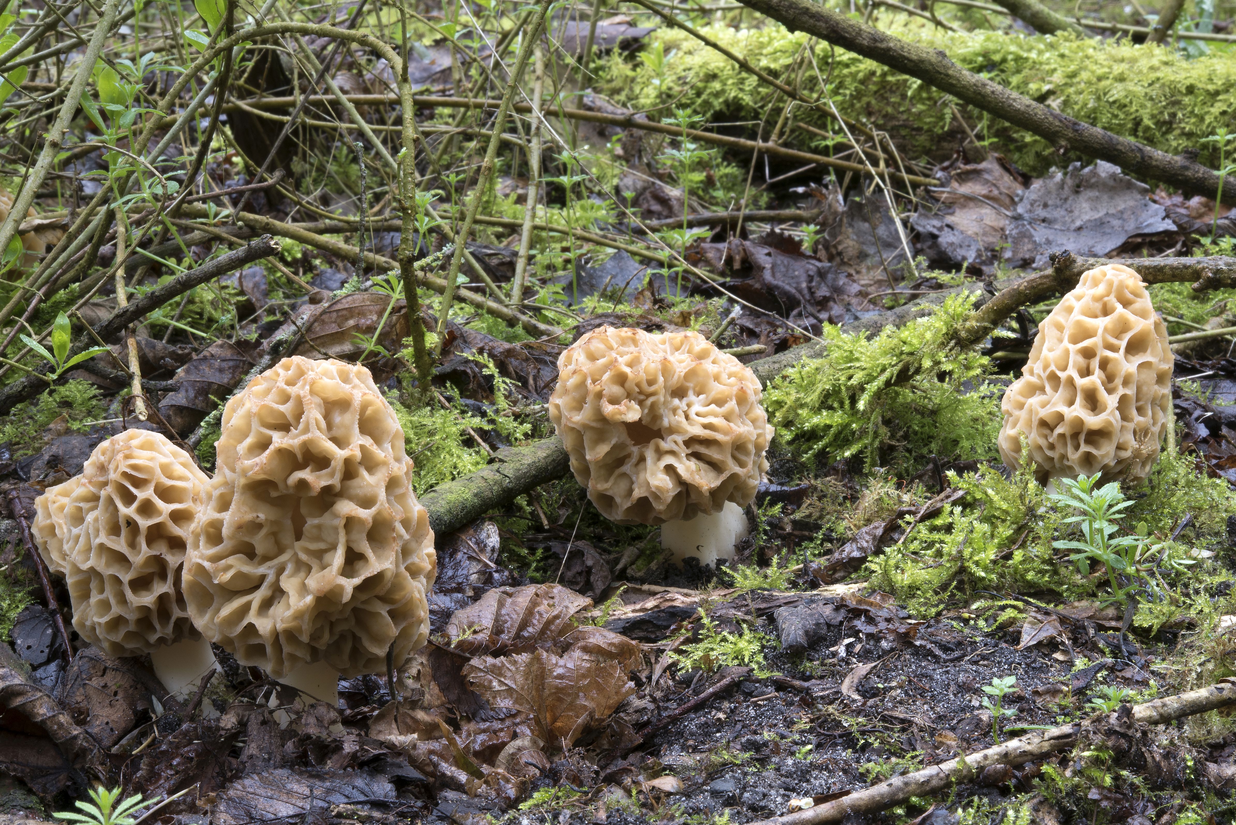 Morchella esculenta sl, incl. americana, vulgaris (door John den Daas)