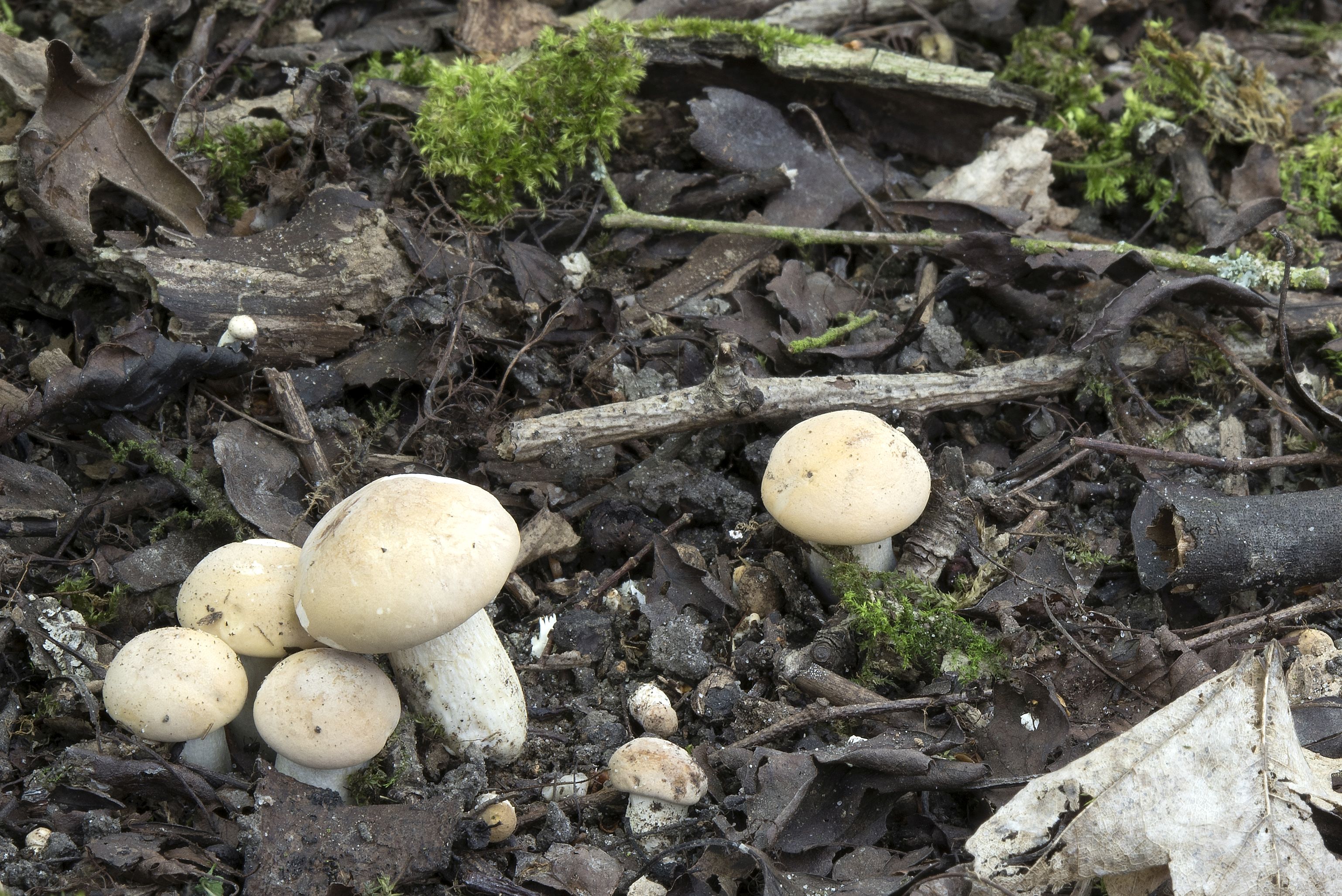 Calocybe gambosa (door John den Daas)