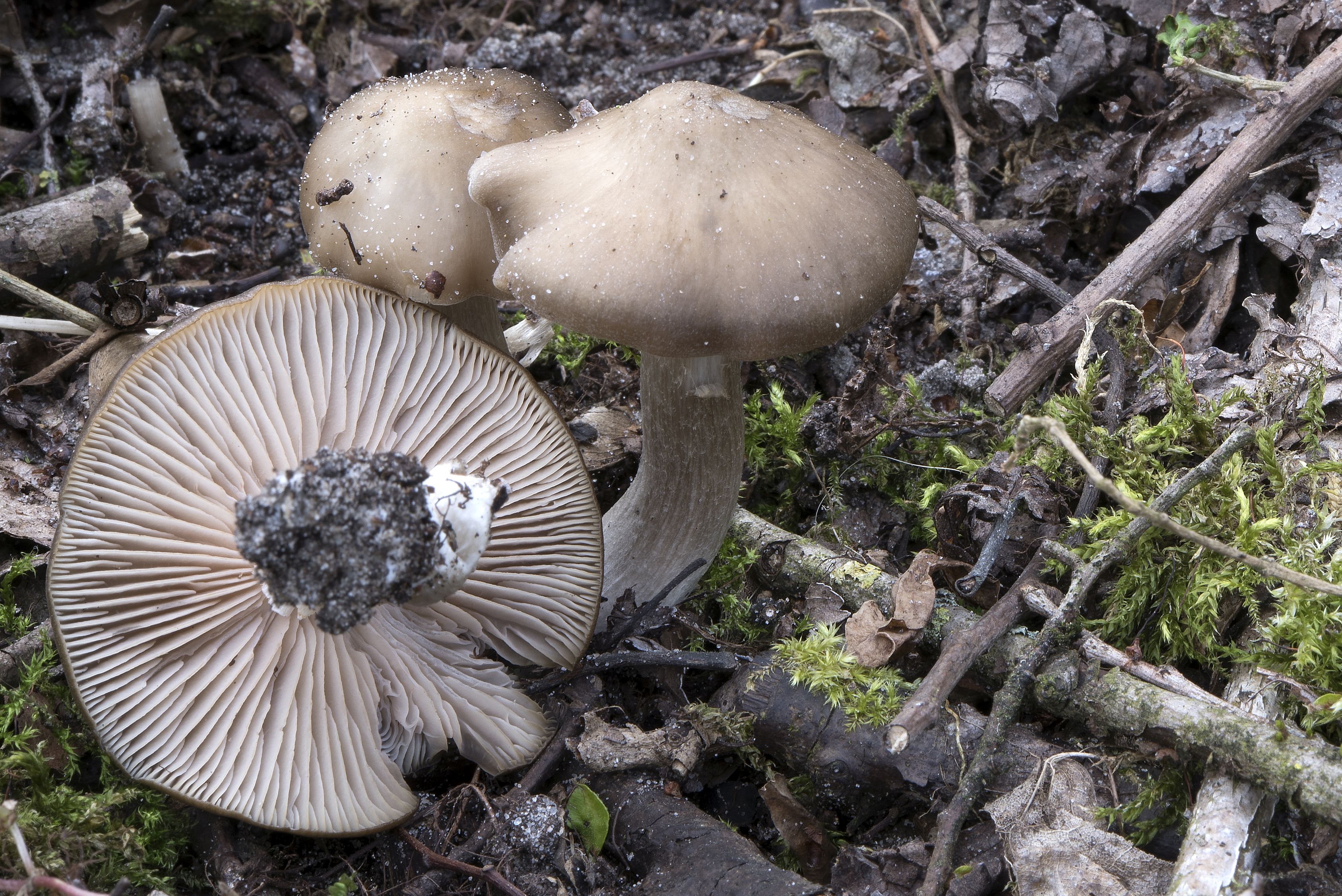 Entoloma aprile (door John den Daas)