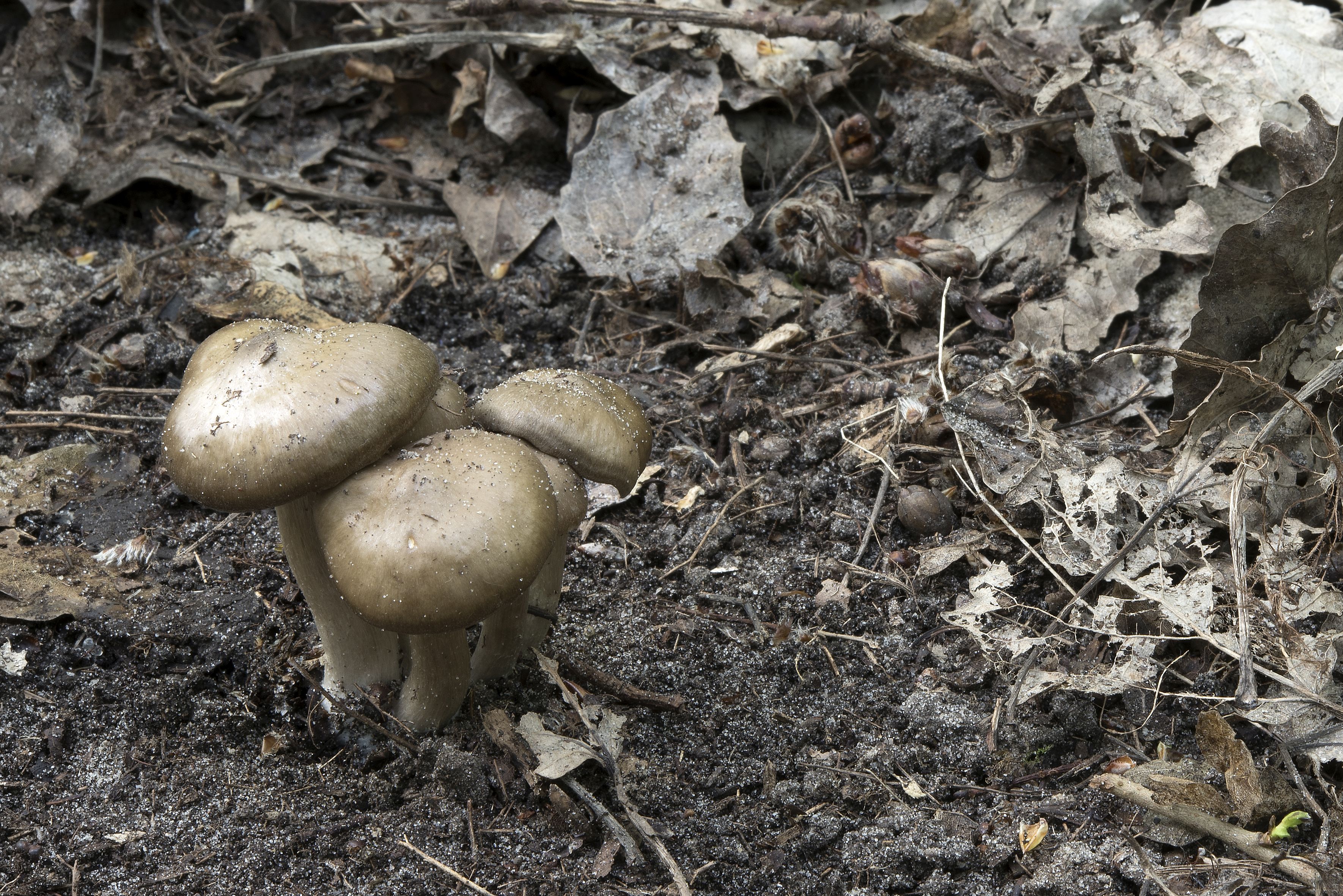 Entoloma aprile (door John den Daas)