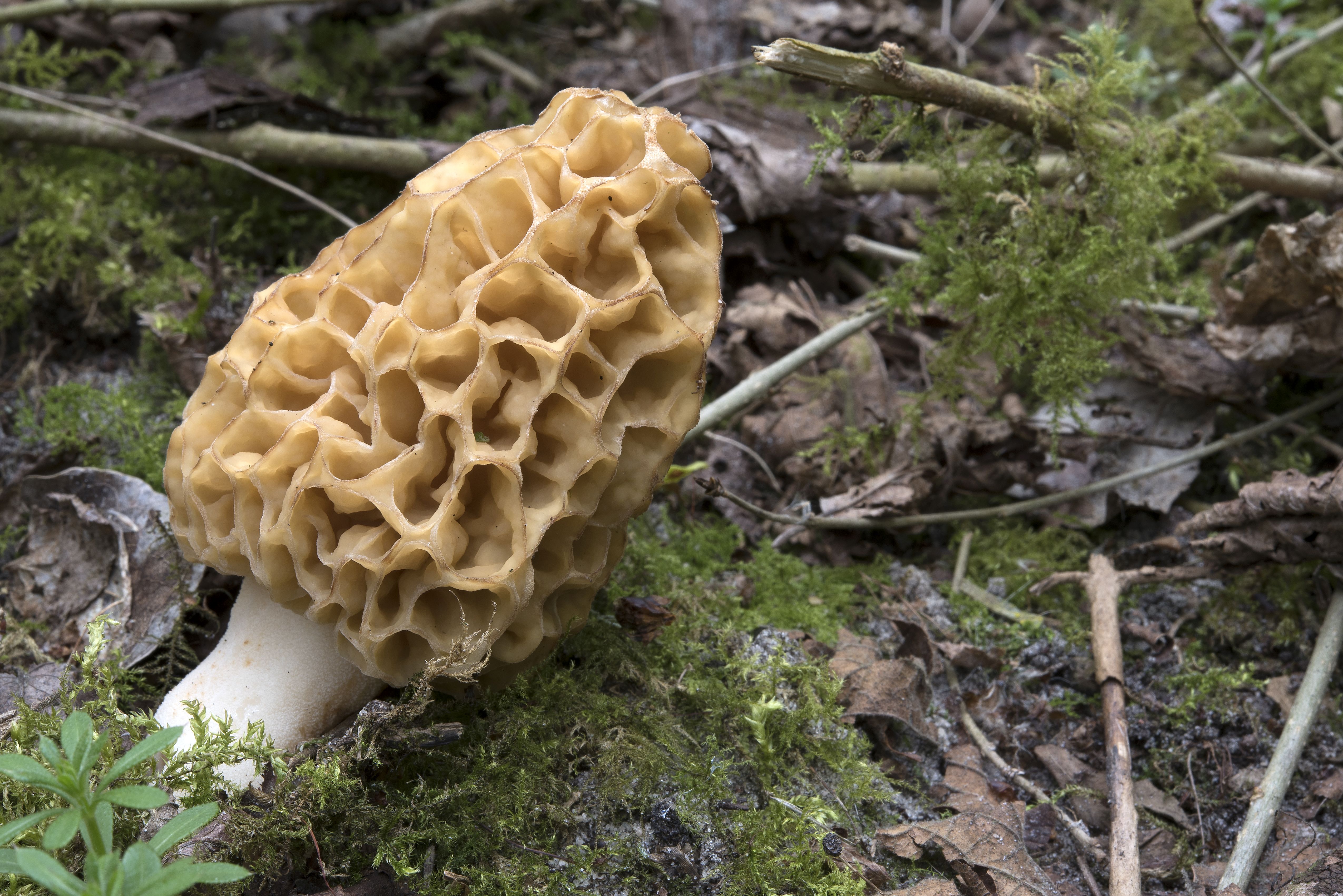 Morchella esculenta sl, incl. americana, vulgaris (door John den Daas)