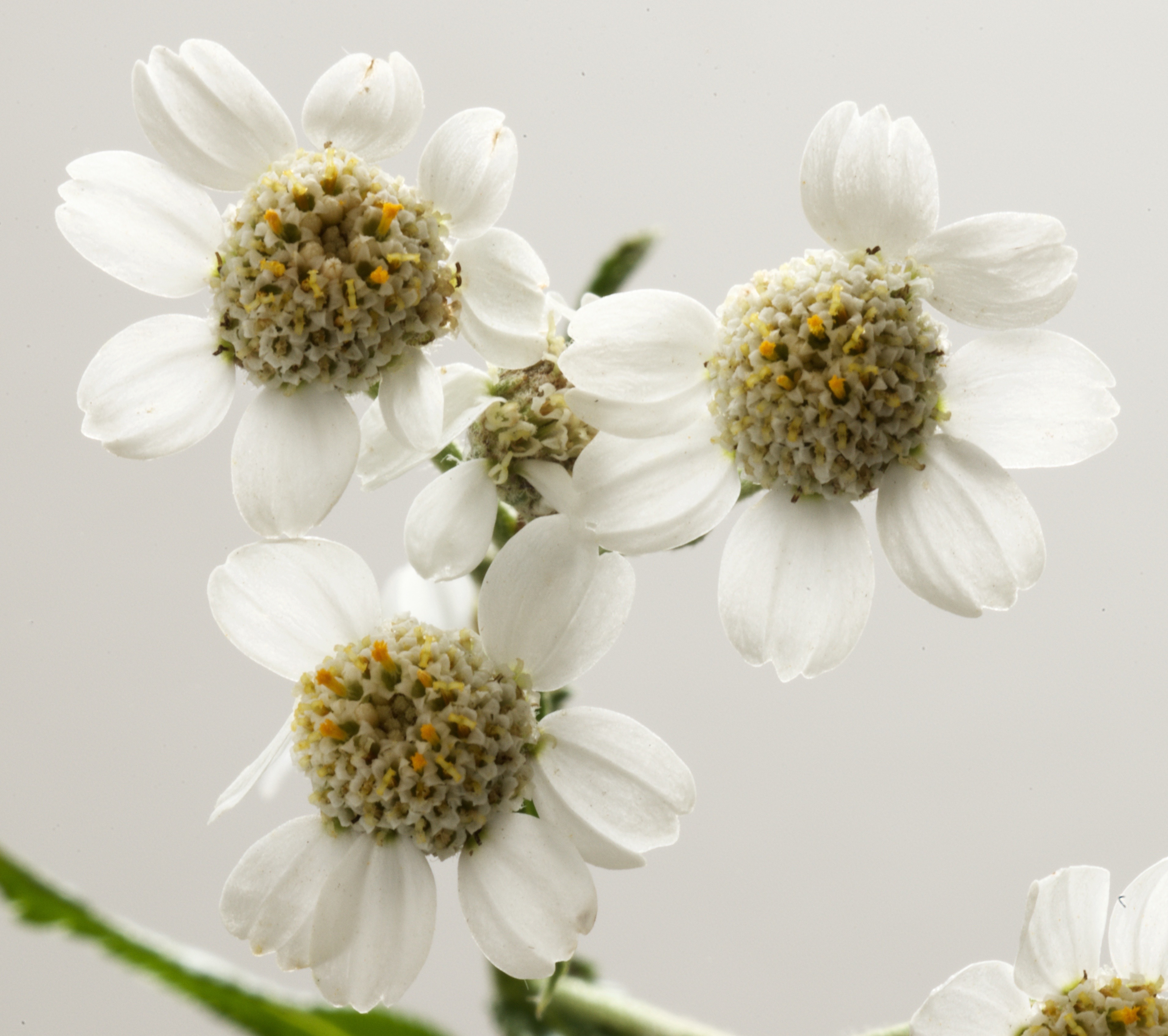 Achillea ptarmica (door Theo Heijmans)