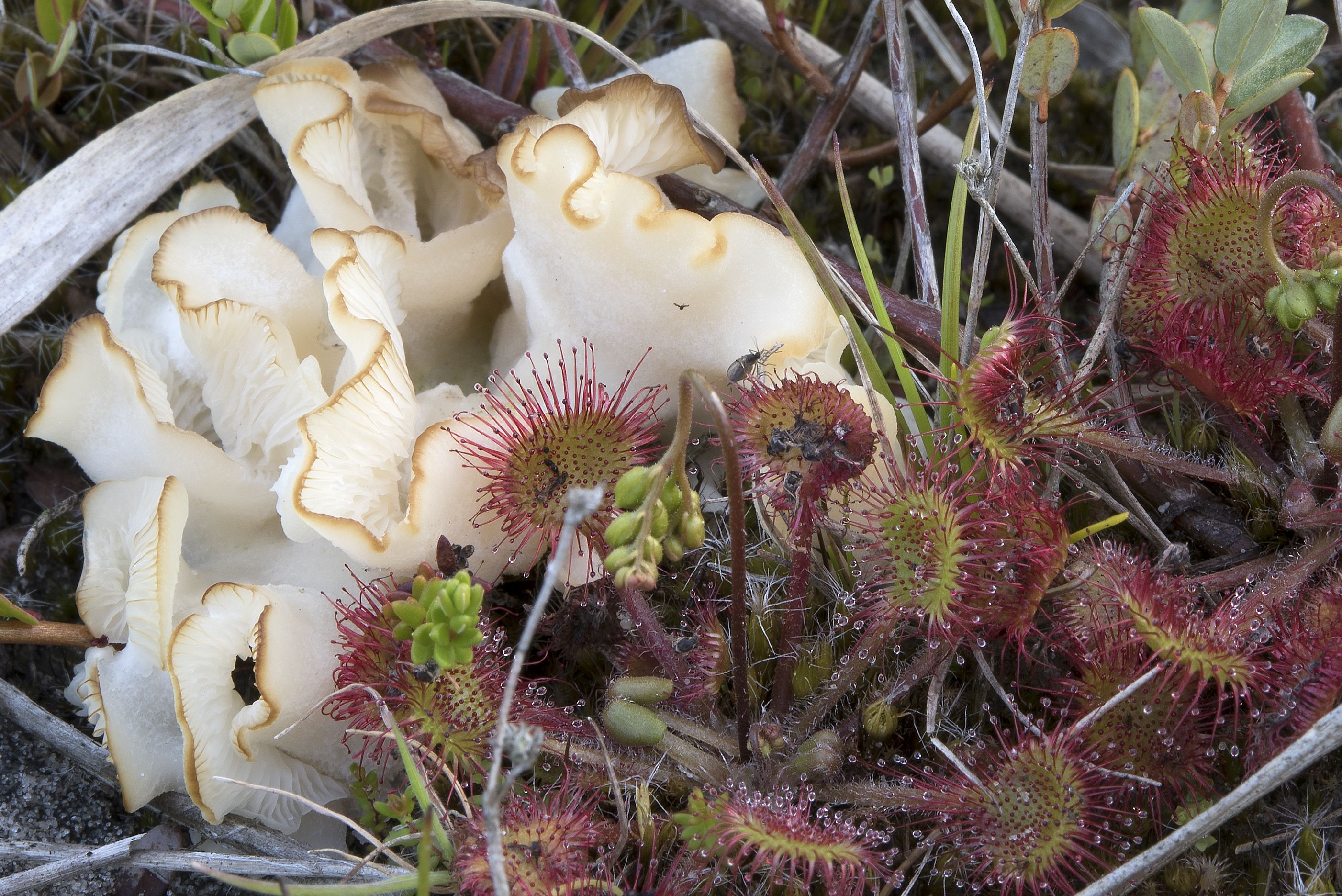 Omphalina mutila (door John den Daas)