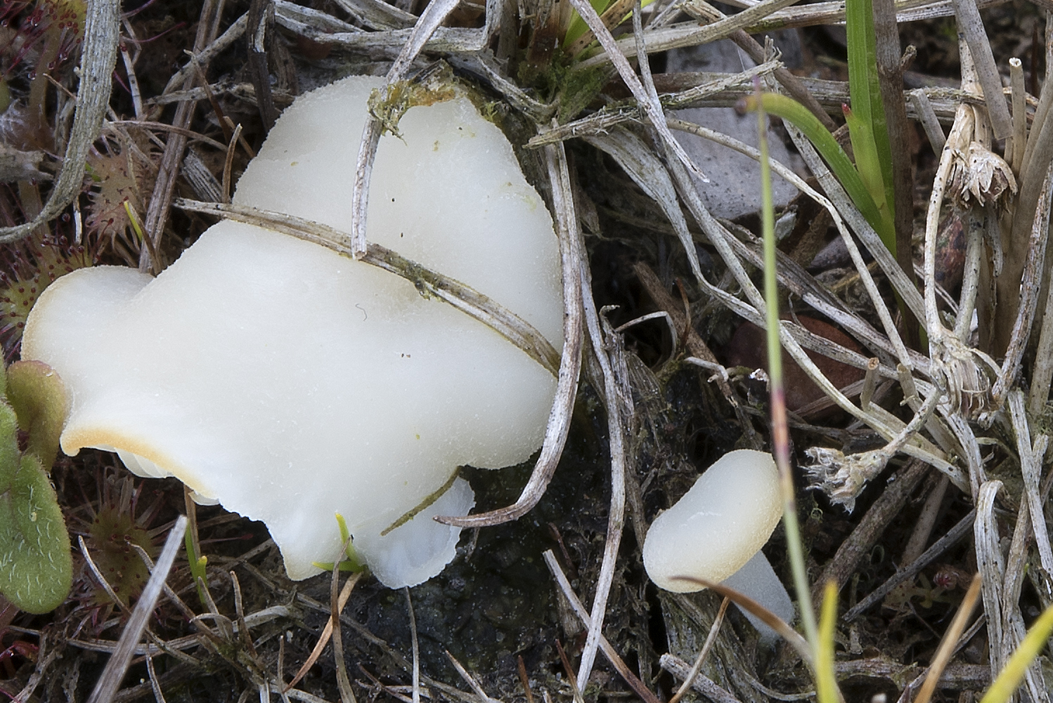 Omphalina mutila (door John den Daas)