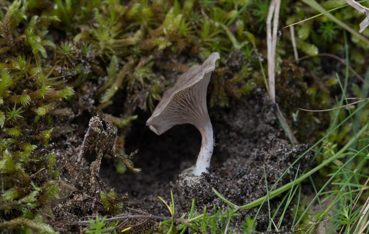 Entoloma undatum (door Cora van der Plaats (det LJ))