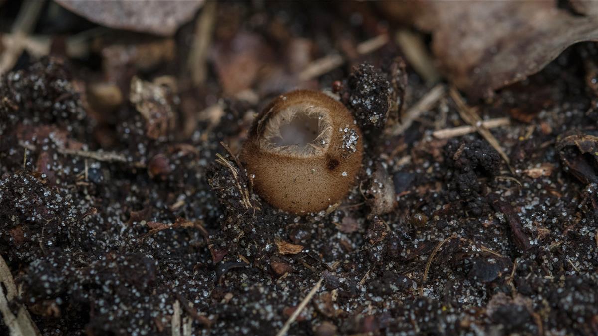 Humaria hemisphaerica (door Cora van der Plaats (det LJ))