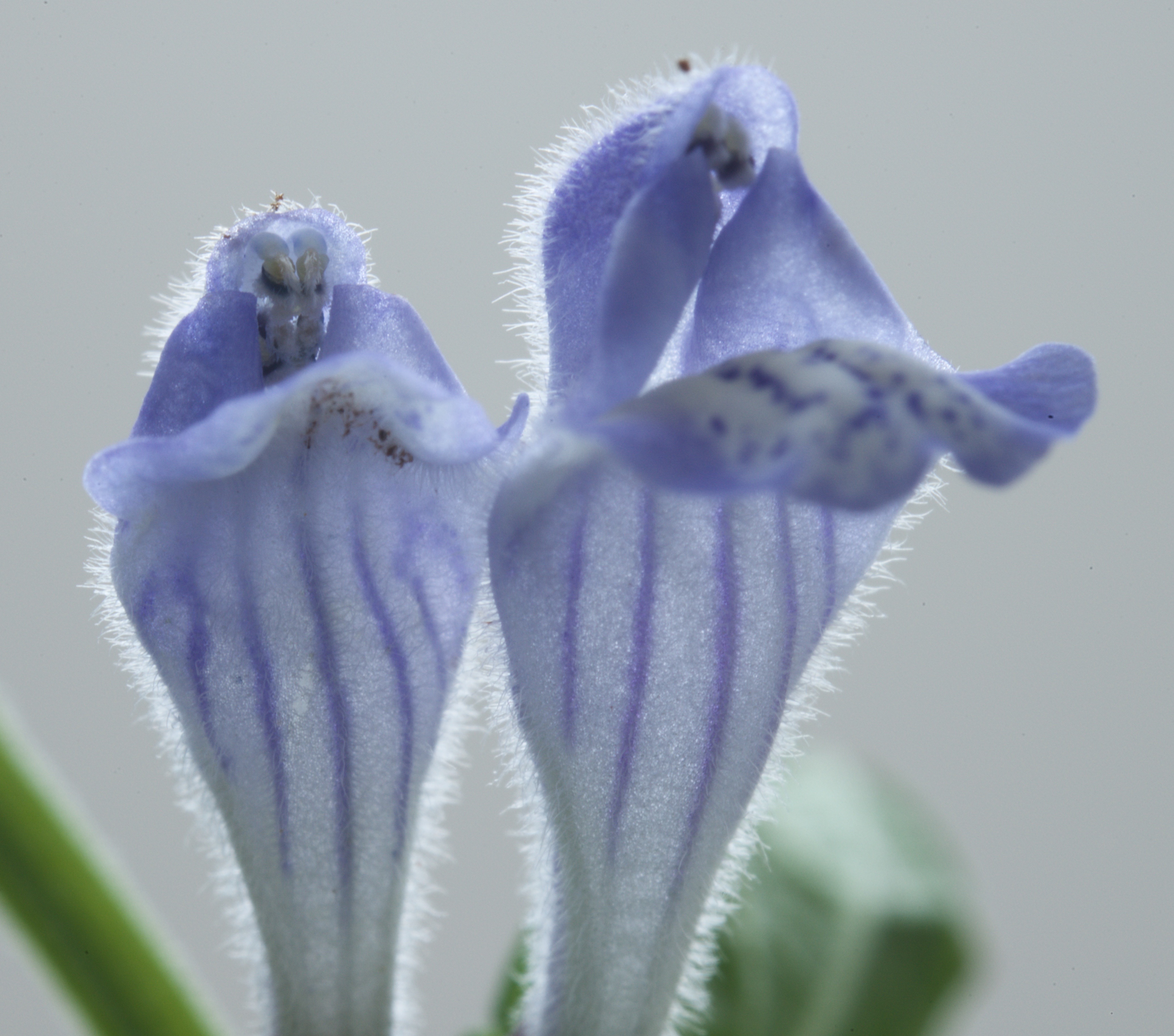 Scutellaria galericulata (door Theo Heijmans)