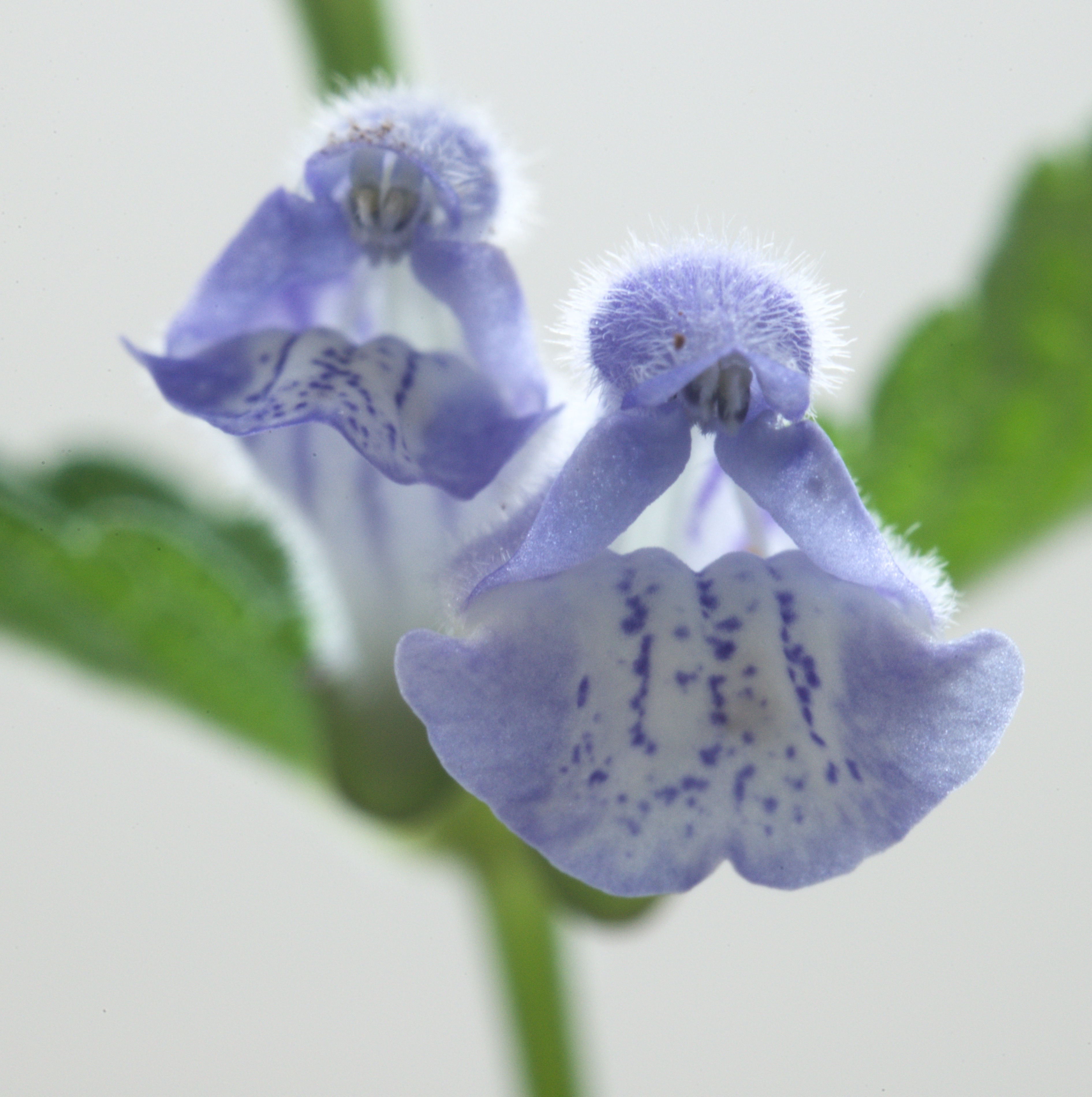 Scutellaria galericulata (door Theo Heijmans)