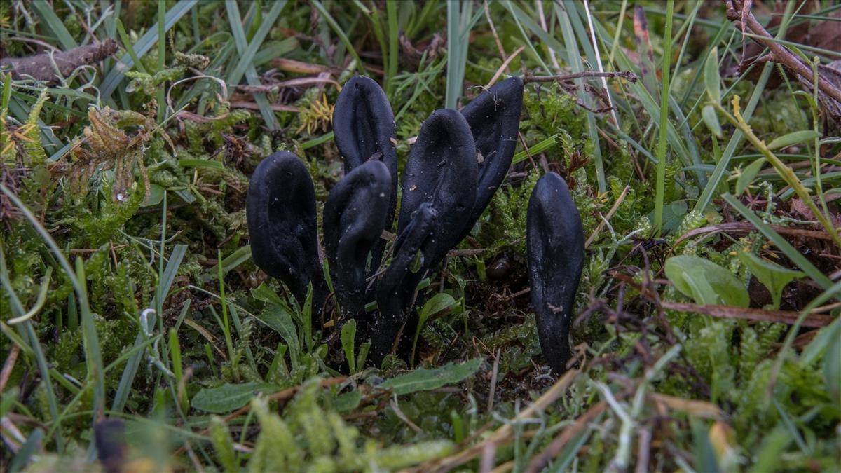 Geoglossum cookeanum (door Cora van der Plaats (det LJ))