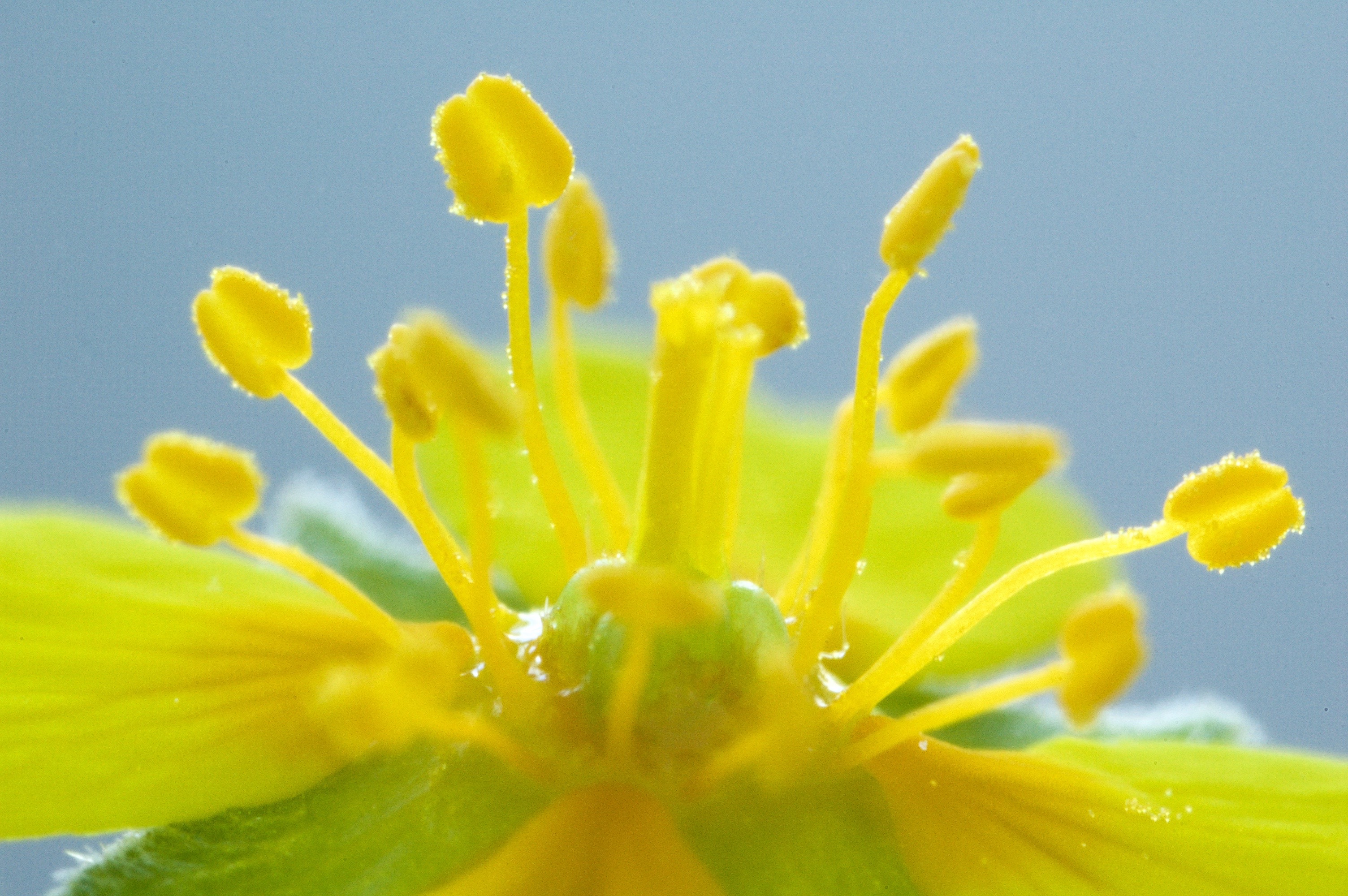 Potentilla erecta (door Theo Heijmans)