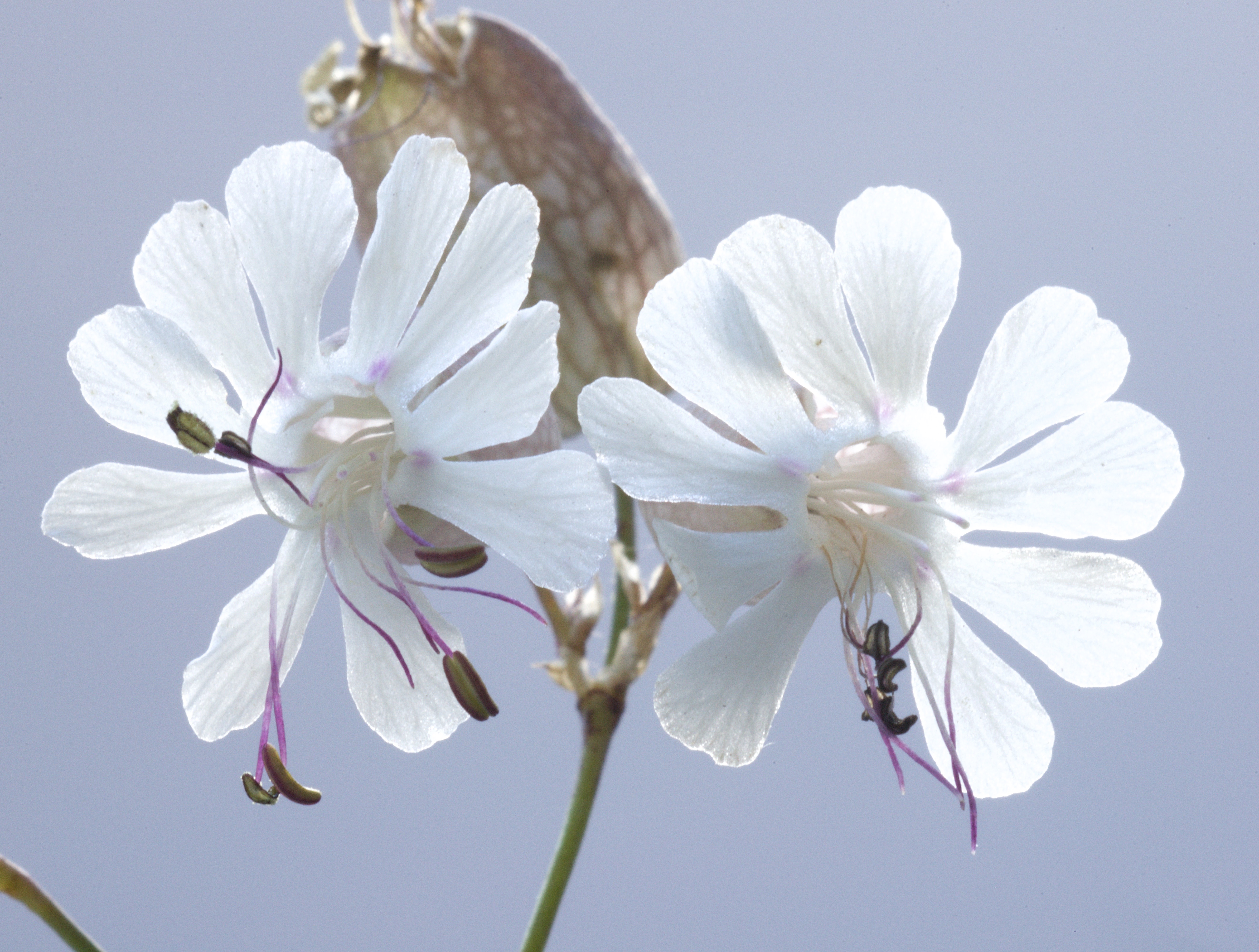 Silene vulgaris (door Theo Heijmans)