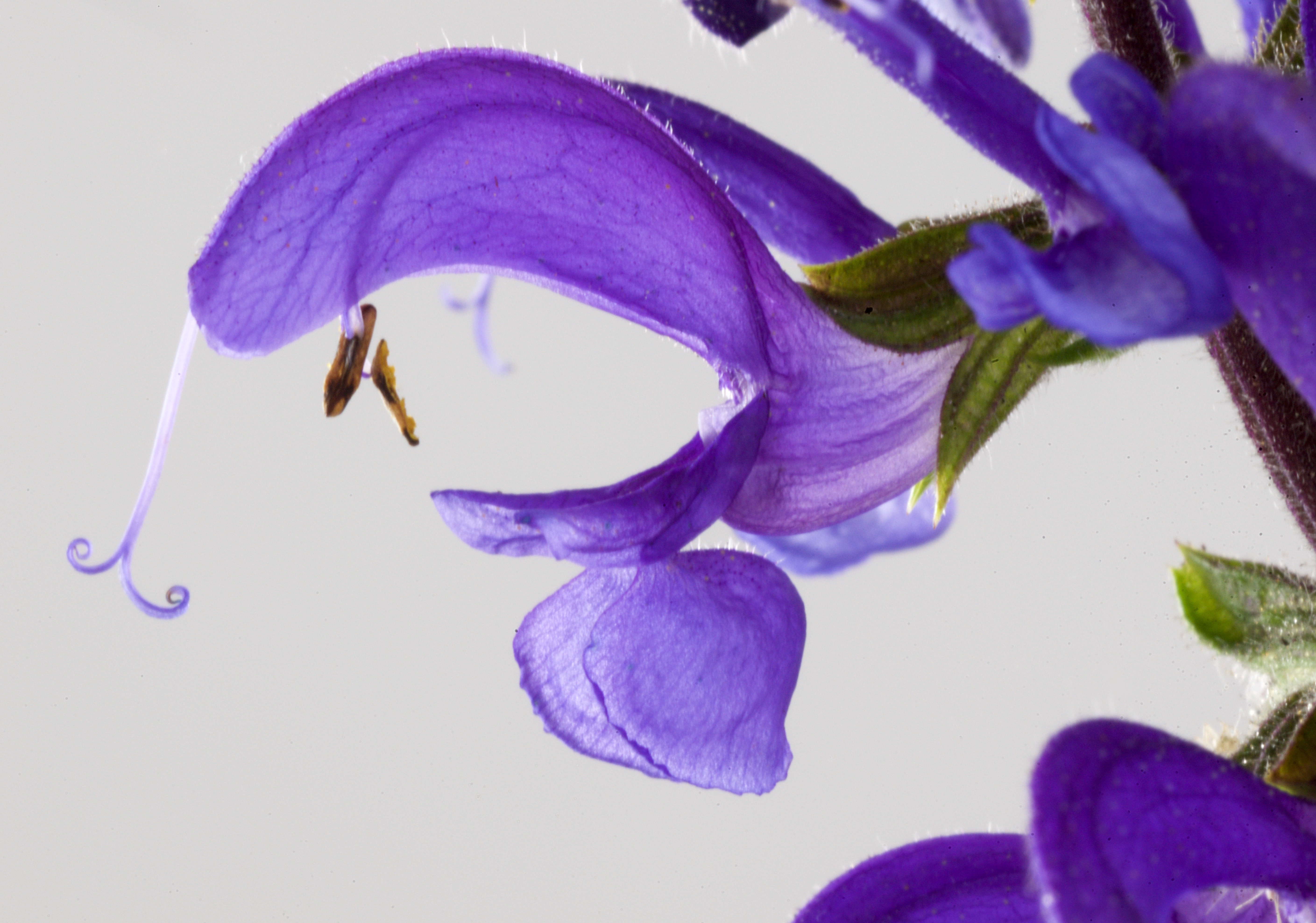 Salvia verbenaca (door Theo Heijmans)