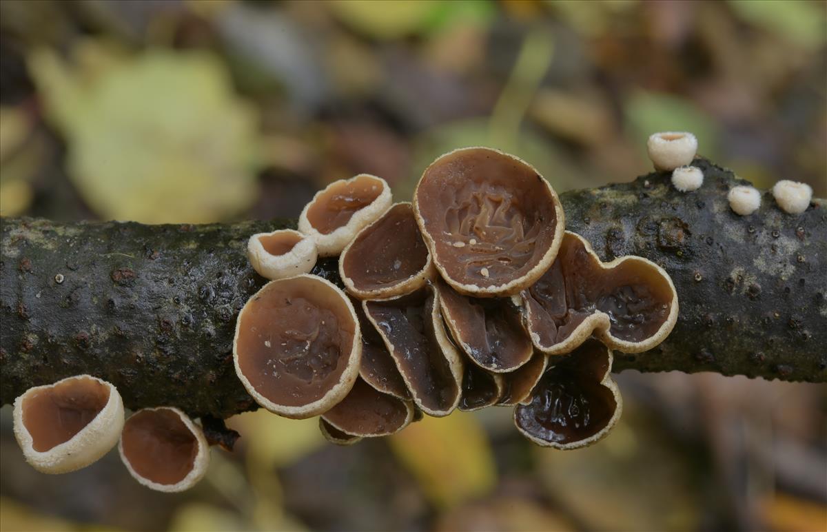 Schizophyllum amplum (door Laurens van der Linde)