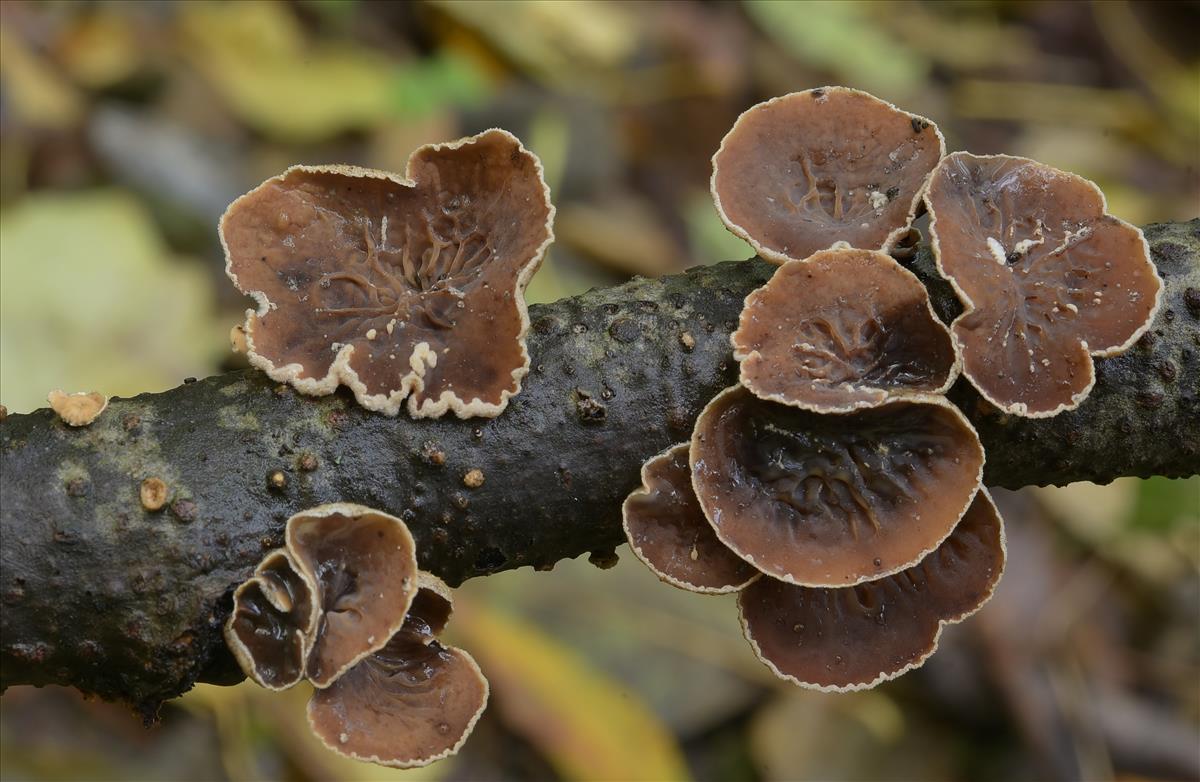 Schizophyllum amplum (door Laurens van der Linde)