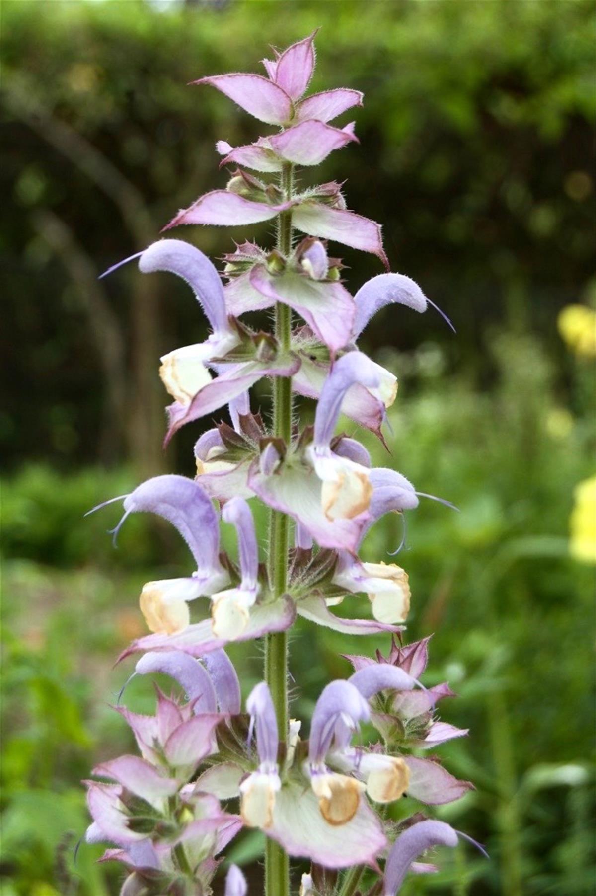 Salvia sclarea (door Theo Heijmans)