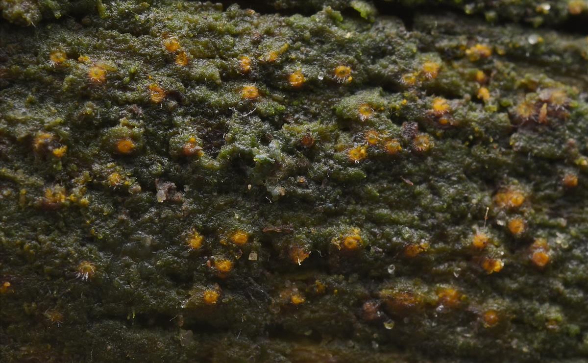 Pseudotrichia viburnicola (door Laurens van der Linde)