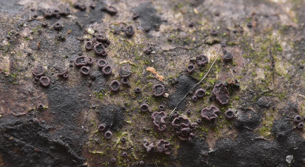 Patellariopsis atrovinosa (door Laurens van der Linde)