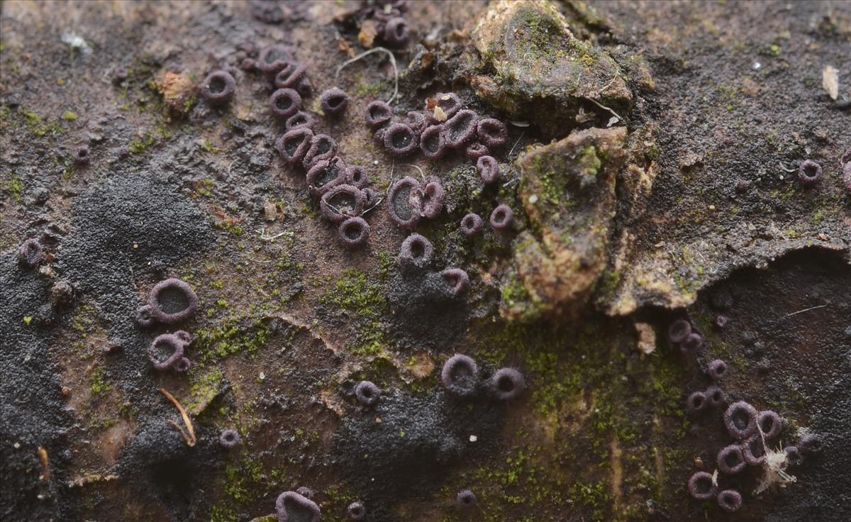 Patellariopsis atrovinosa (door Laurens van der Linde)