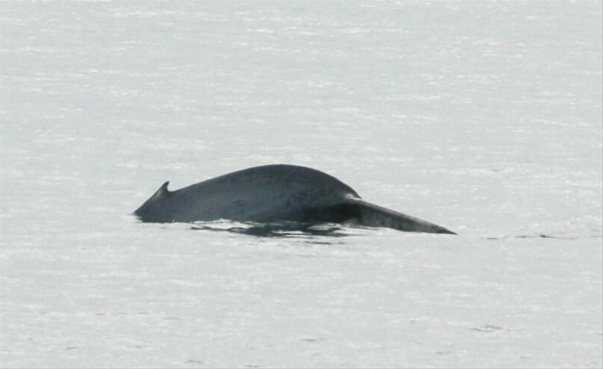 Balaenoptera musculus (door Bernadette van Noort)