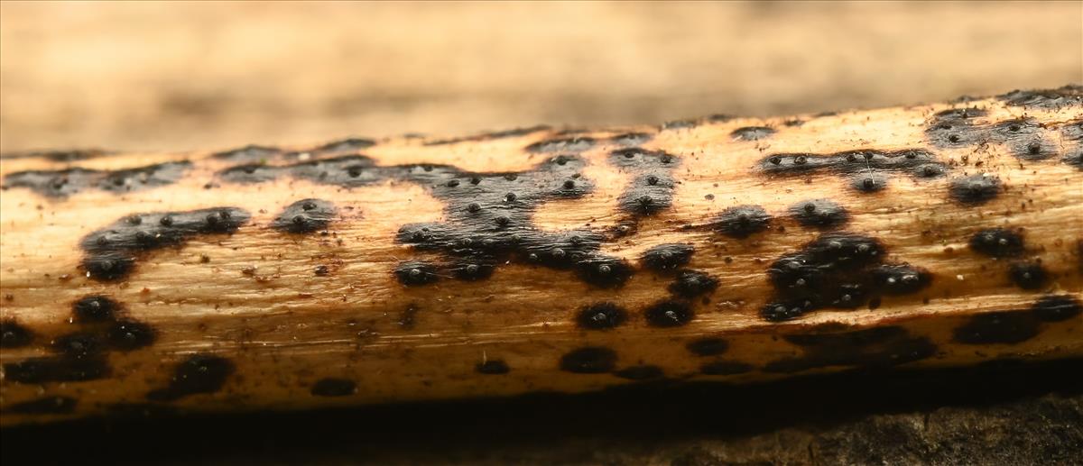 Anthostomella nitidula (door Laurens van der Linde)