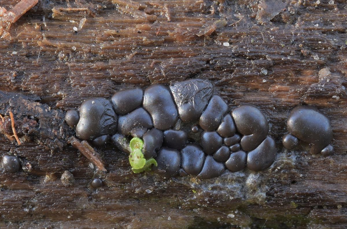 Dianema depressum (door Laurens van der Linde)