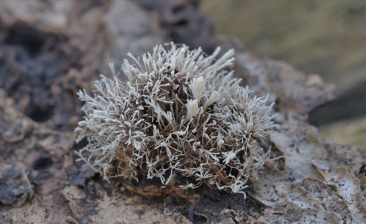 Pseudonectria tilachlidii (door Laurens van der Linde)