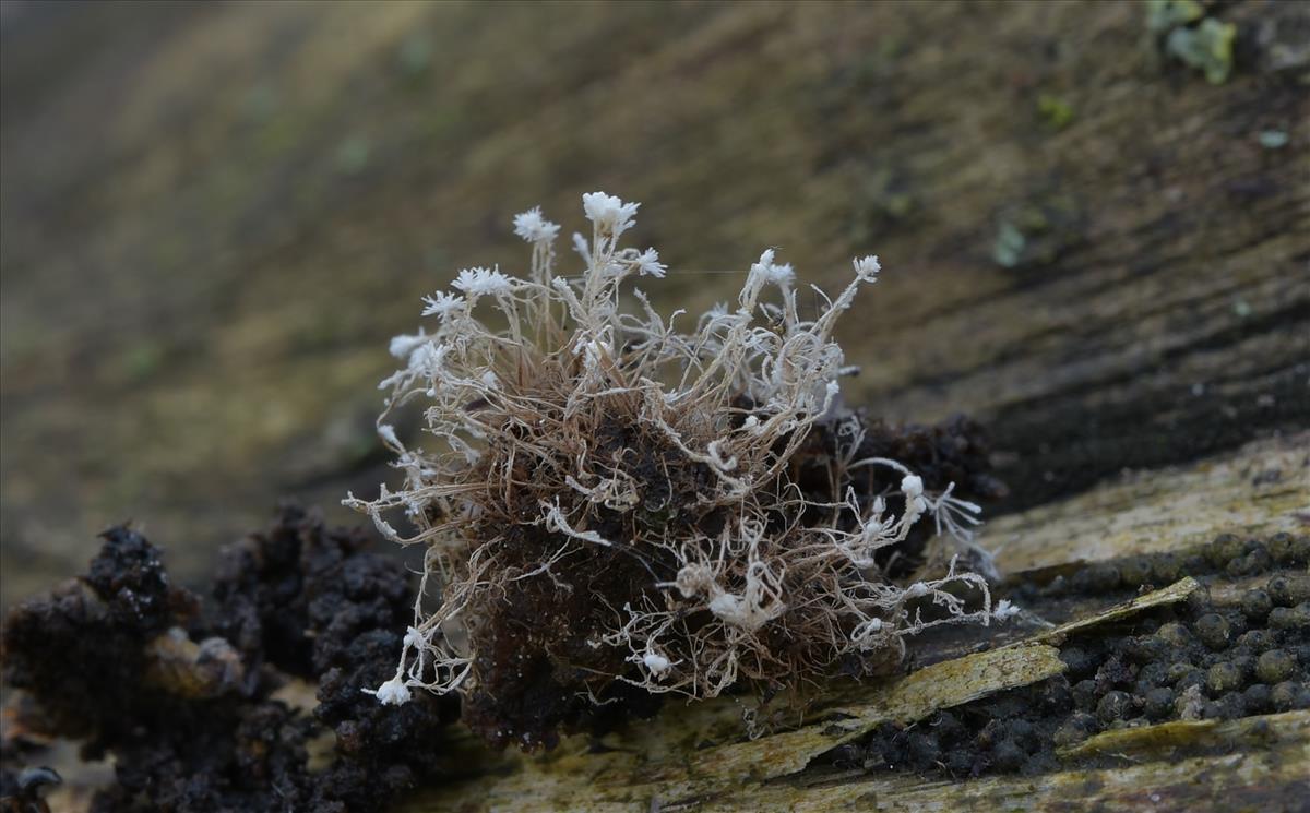 Pseudonectria tilachlidii (door Laurens van der Linde)