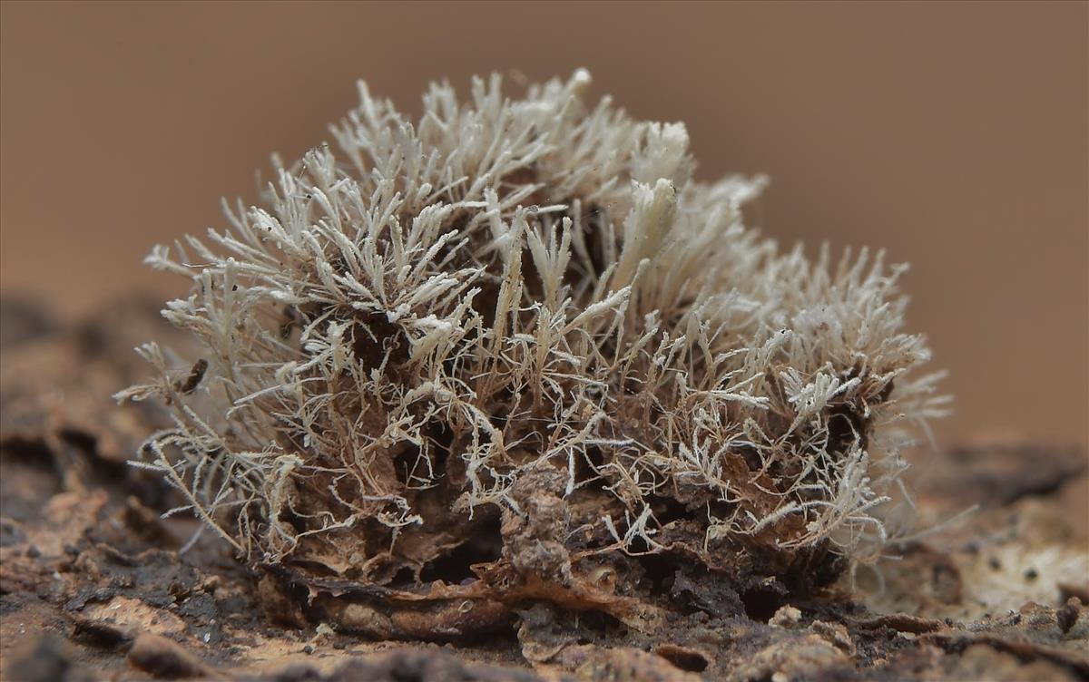 Pseudonectria tilachlidii (door Laurens van der Linde)